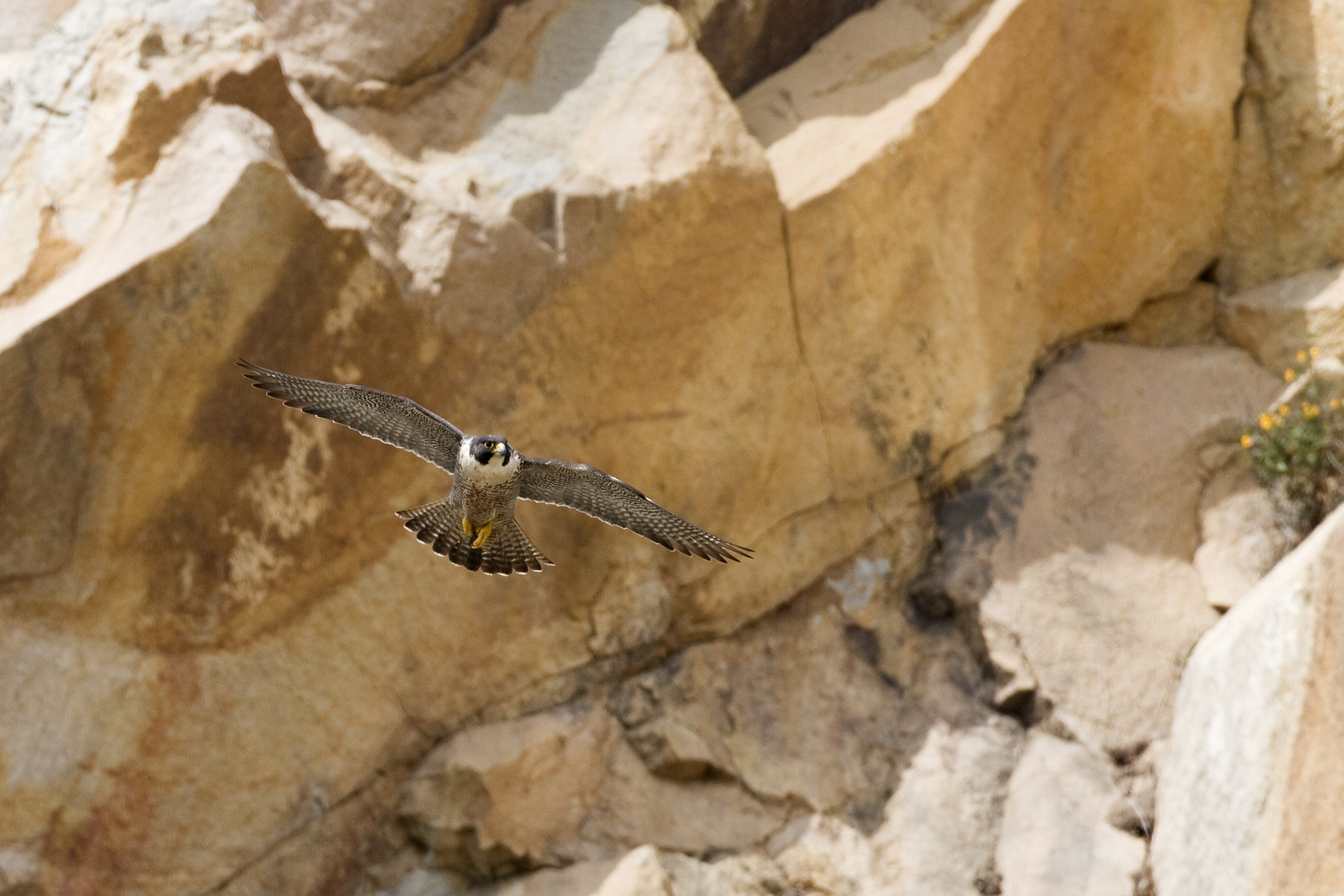 high resolution wallpaper widescreen peregrine falcon