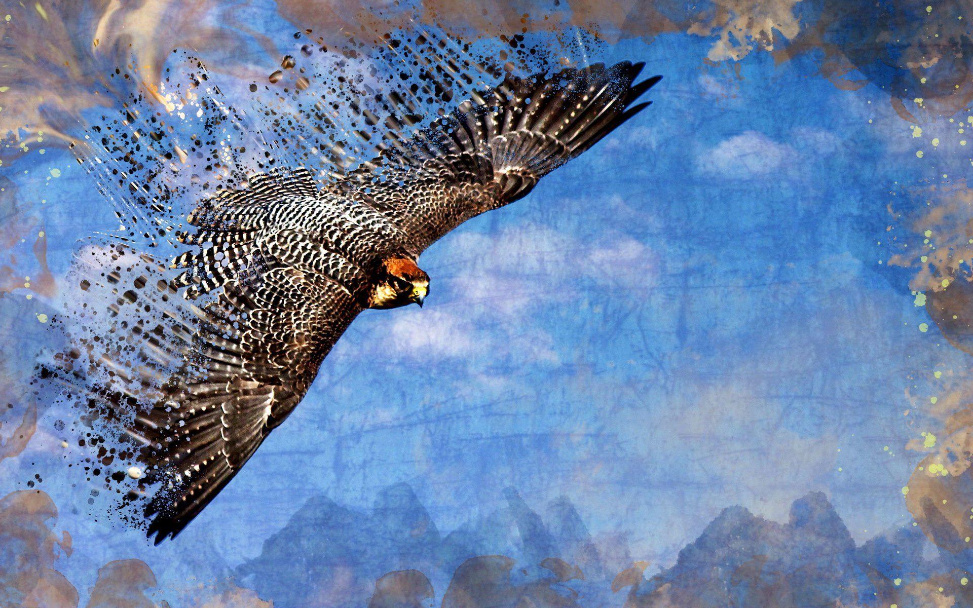 Falcon HD Wallpaper