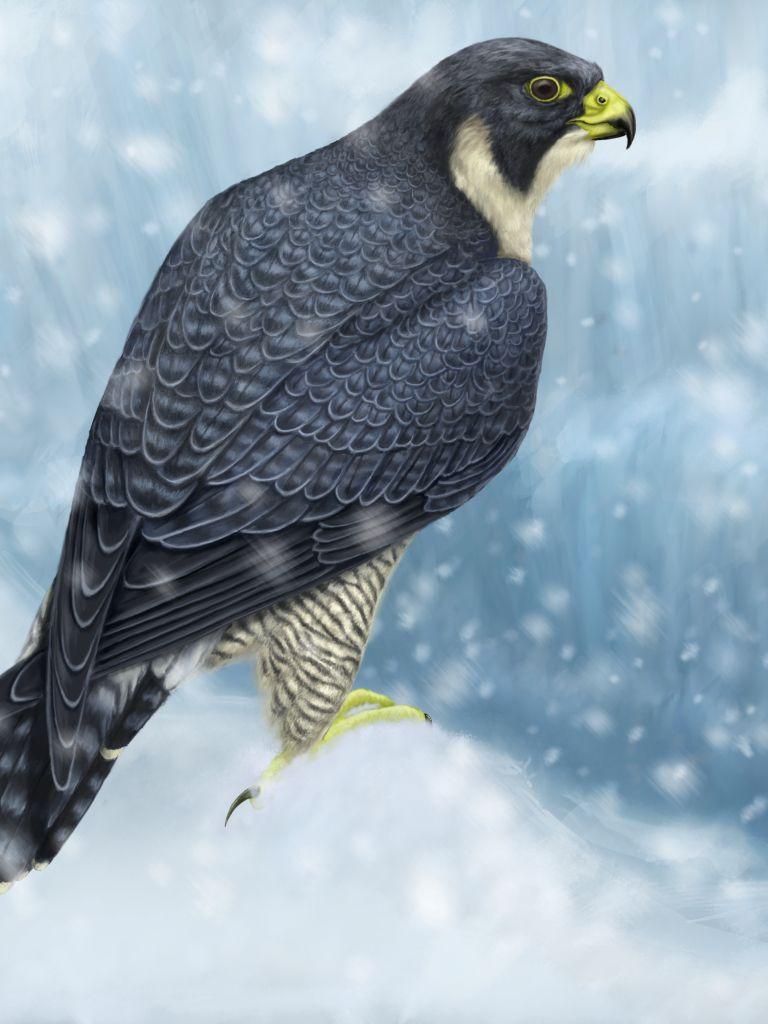 Animal Peregrine Falcon (768x1024) Wallpaper