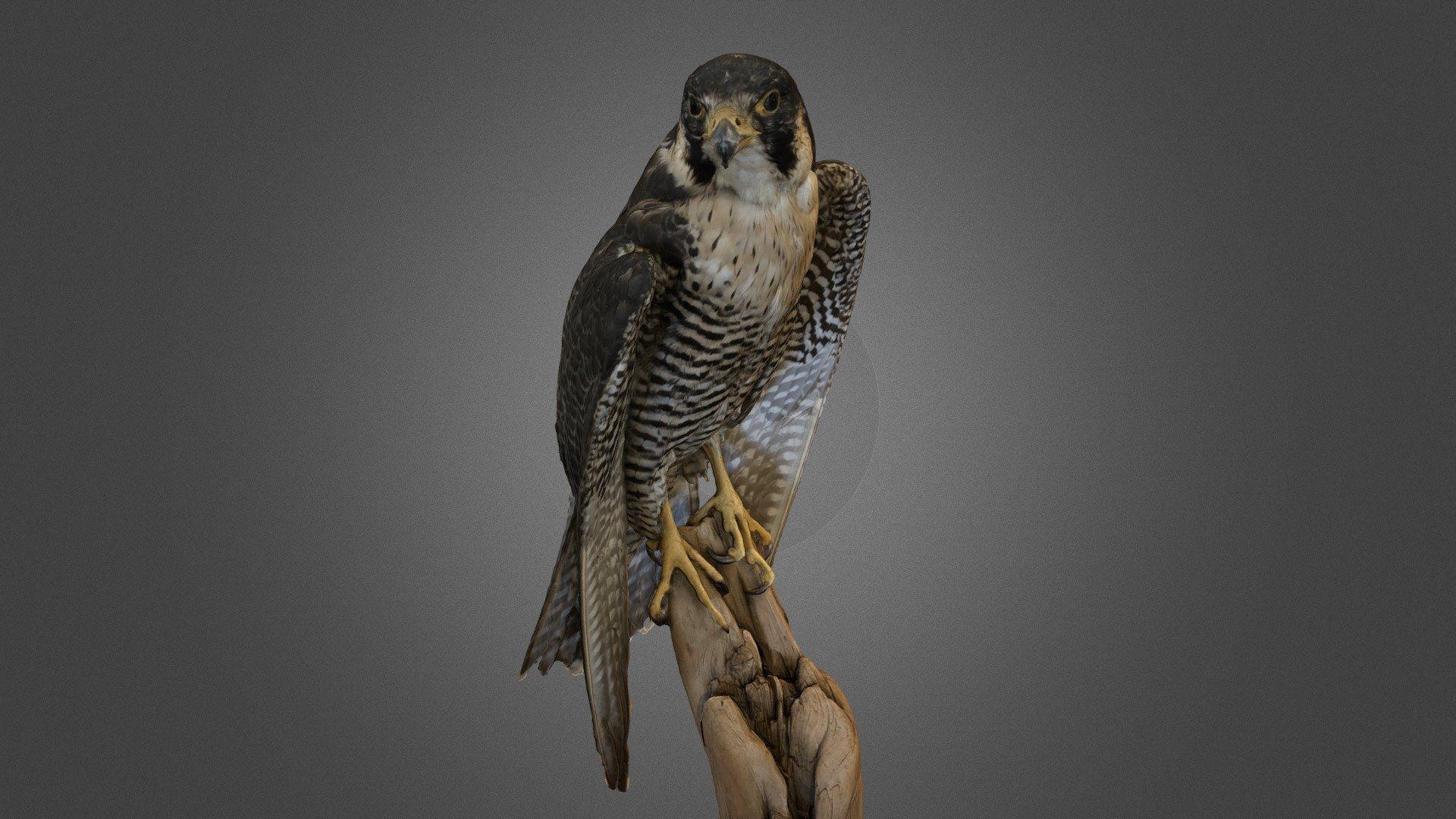 Peregrine Falcon model