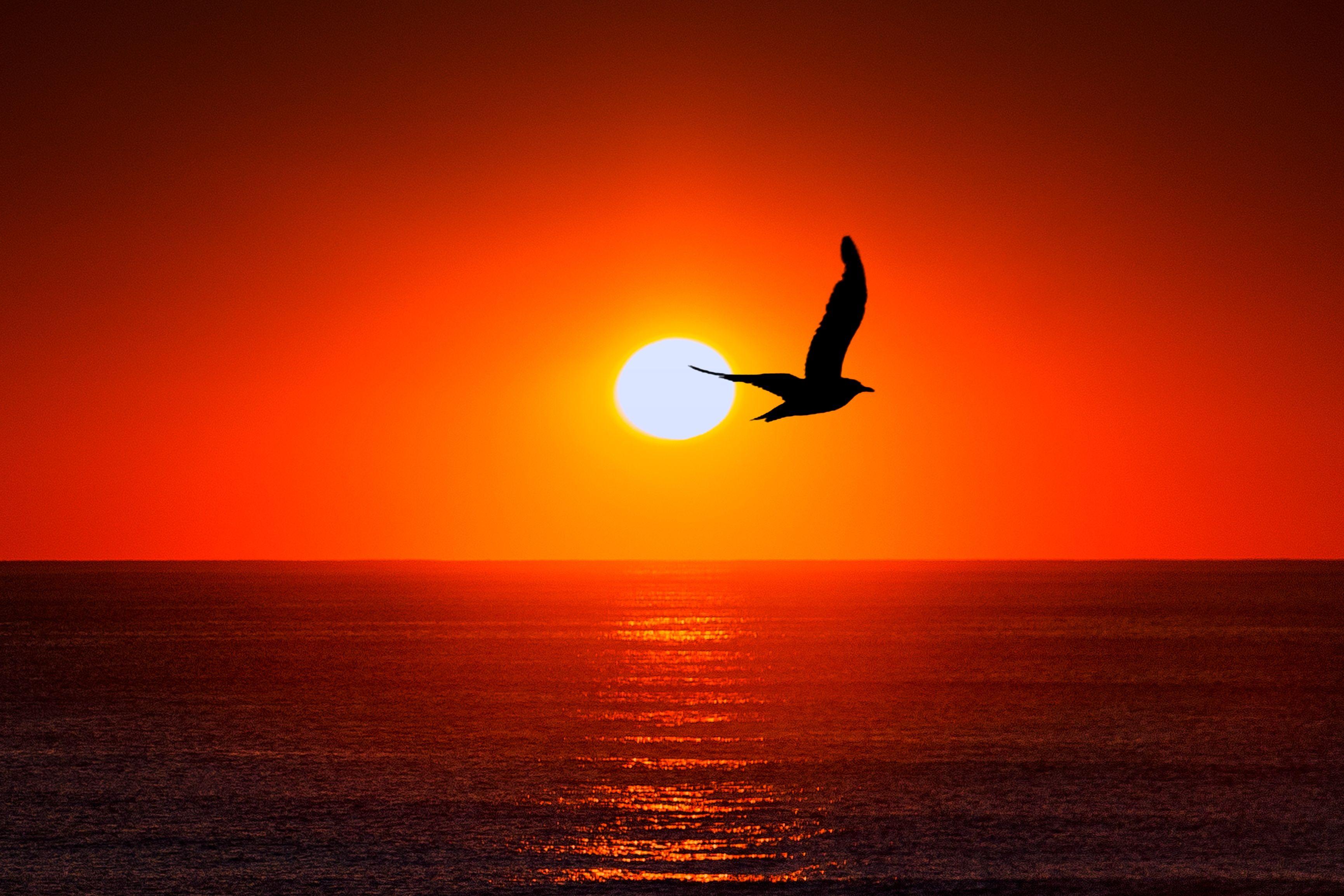 Wallpaper Sunset, Horizon, Bird, Silhouette, 4K, Nature