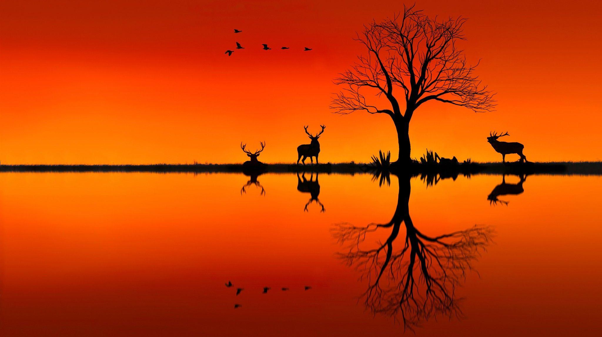 Elk On Horizon Sunset Evening, HD Animals, 4k Wallpaper, Image