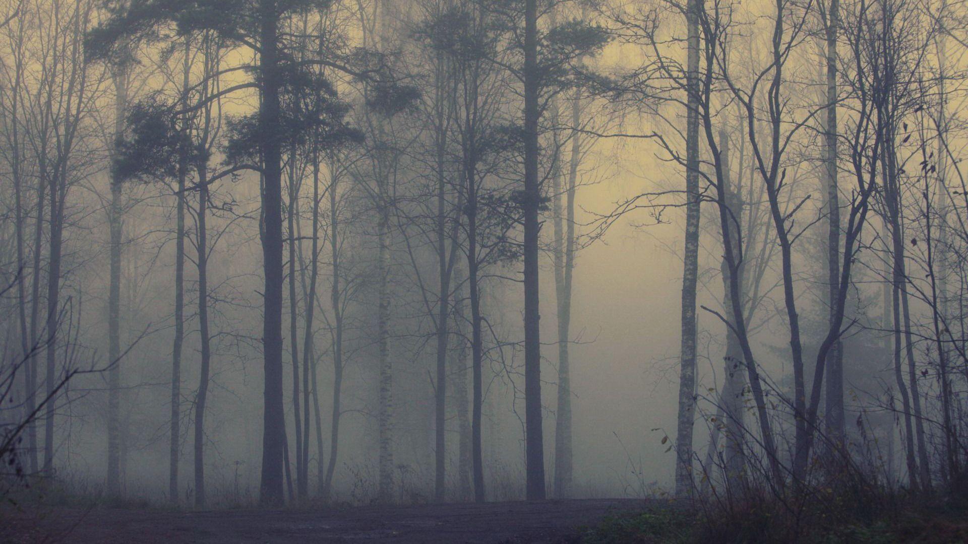 Wallpaper forest fog. Desktop wallpaper 1920x Rain
