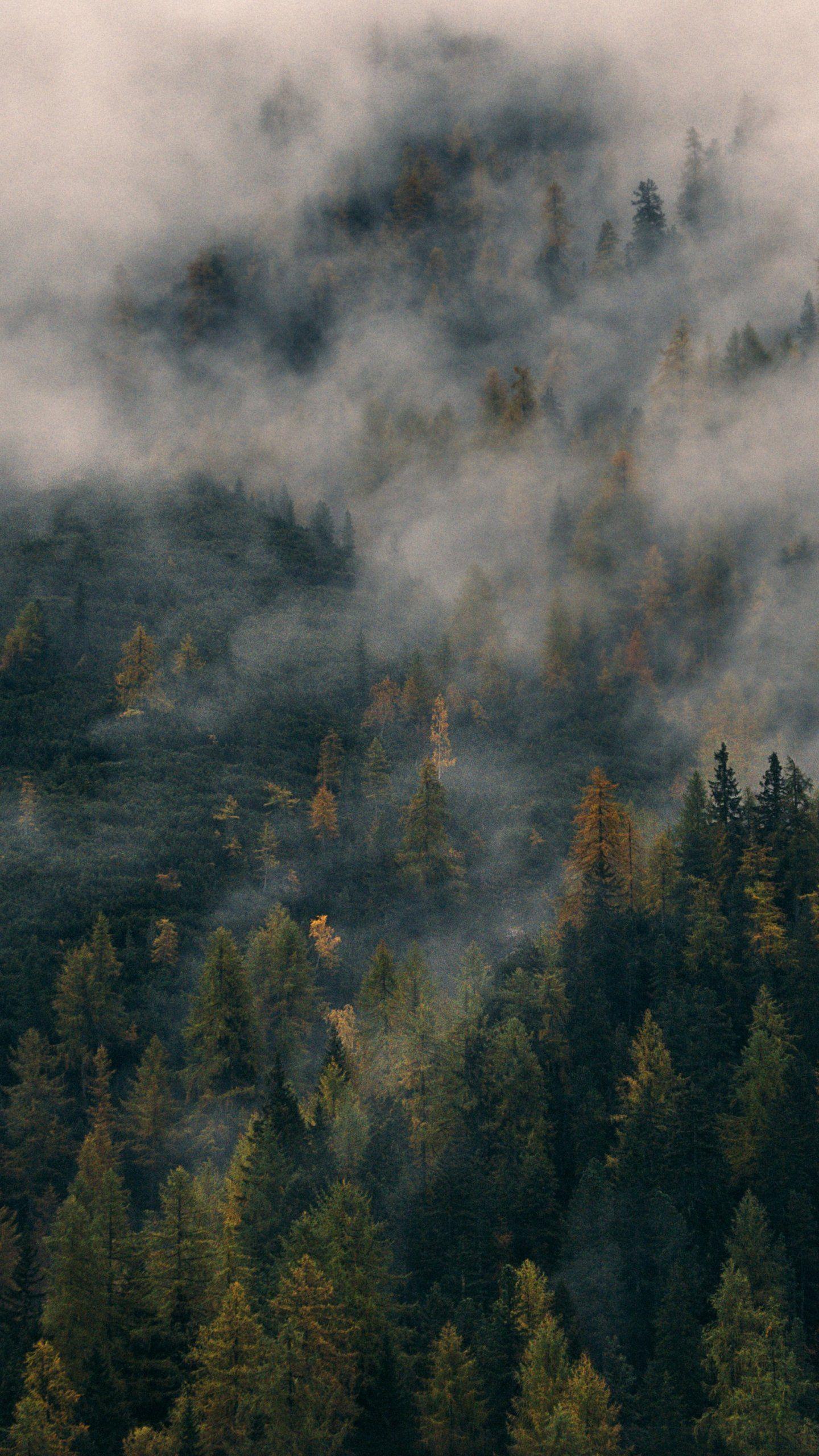 Foggy Forest Hill Wallpaper & Desktop Background