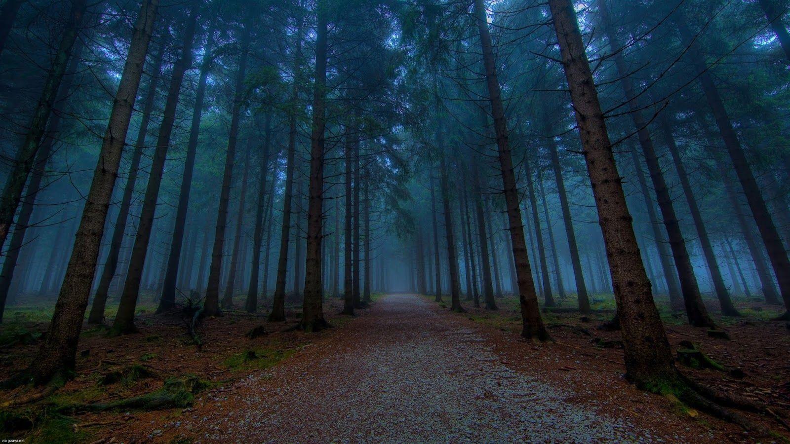 misty, Forest |