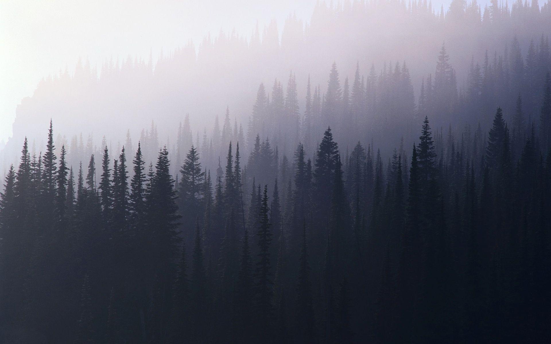 Foggy forest Wallpaper