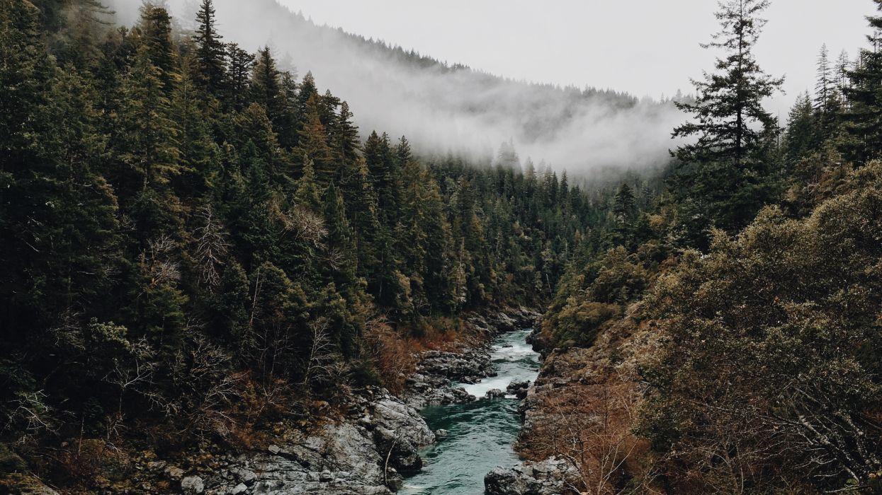 Brook creek fog foggy forest misty mountains stream trees water