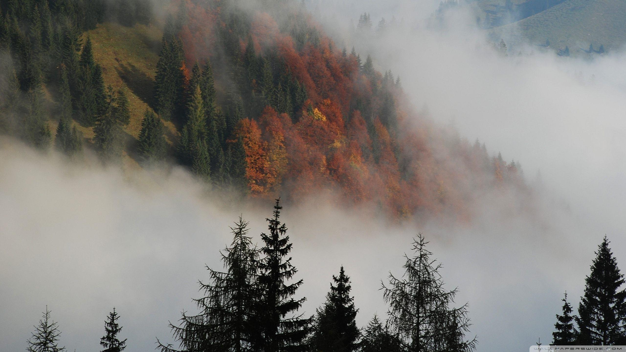 Foggy Mountain Forest ❤ 4K HD Desktop Wallpaper for 4K Ultra HD TV