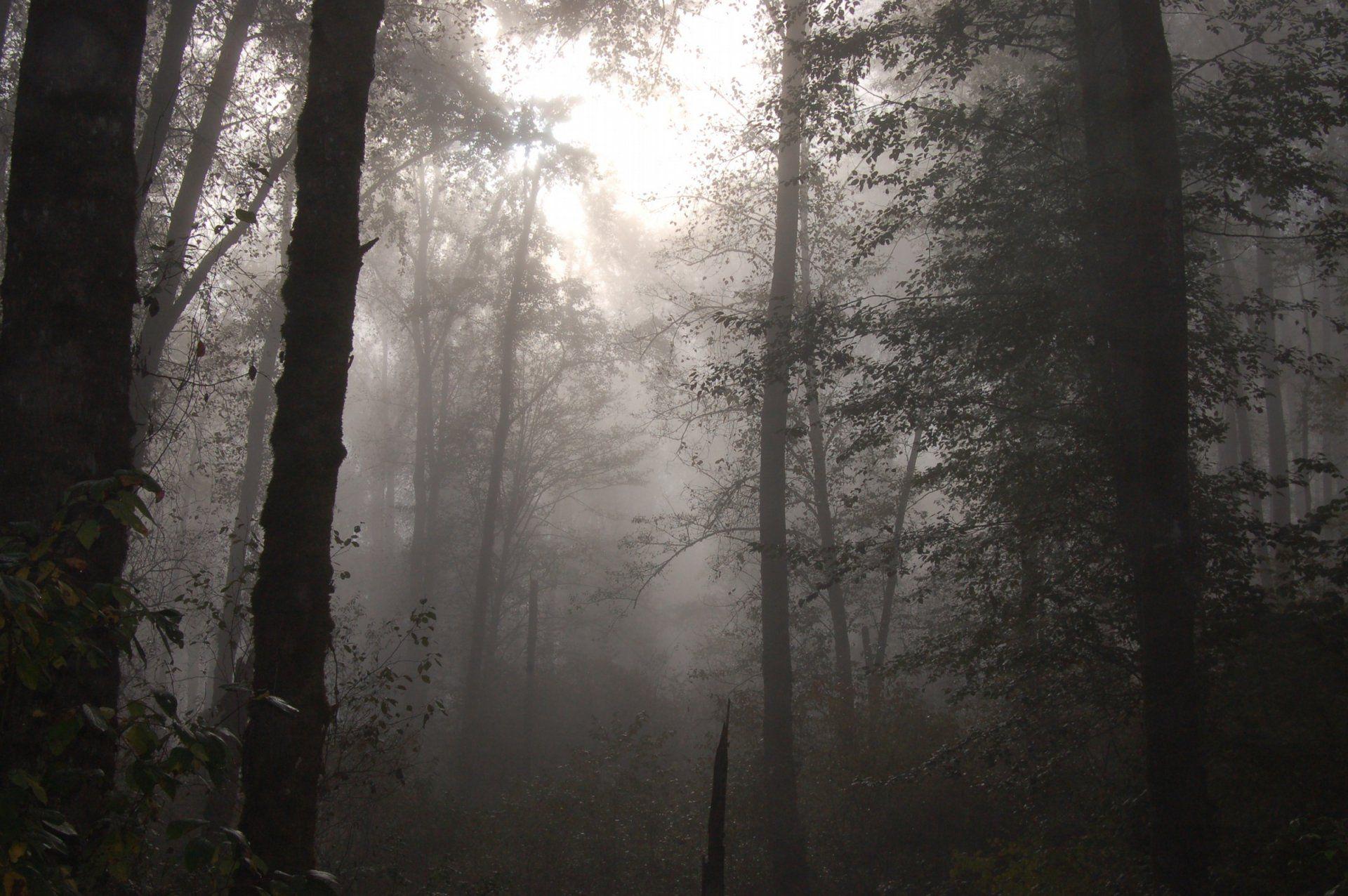 Foggy Forest Wallpaper HD