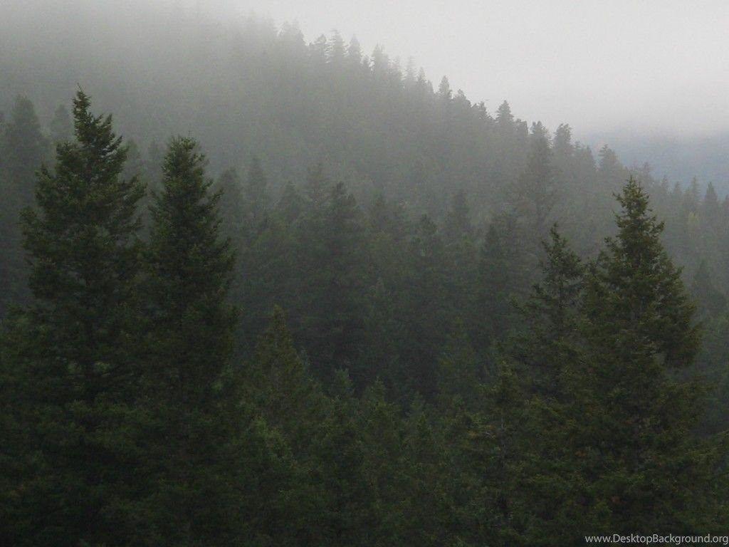 Foggy Forest Wallpaper. Desktop Background