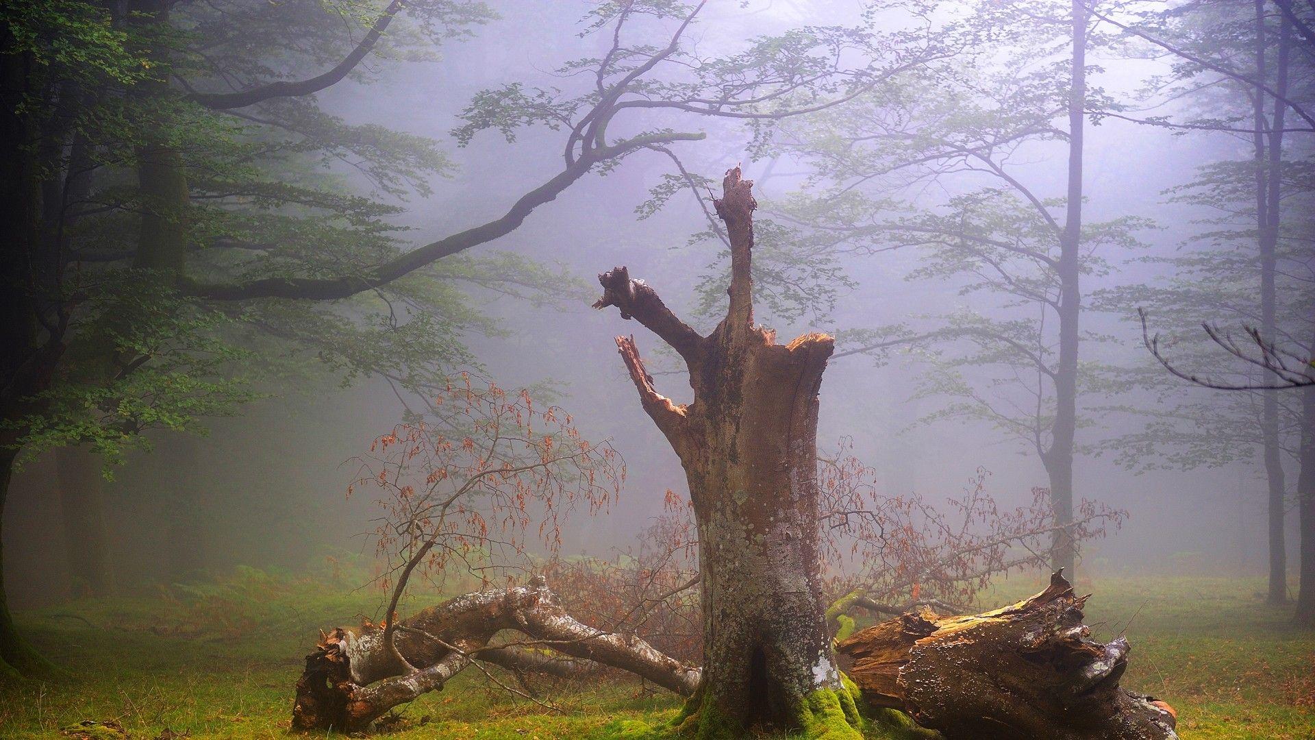 Dead tree in a foggy forest wallpaper. PC