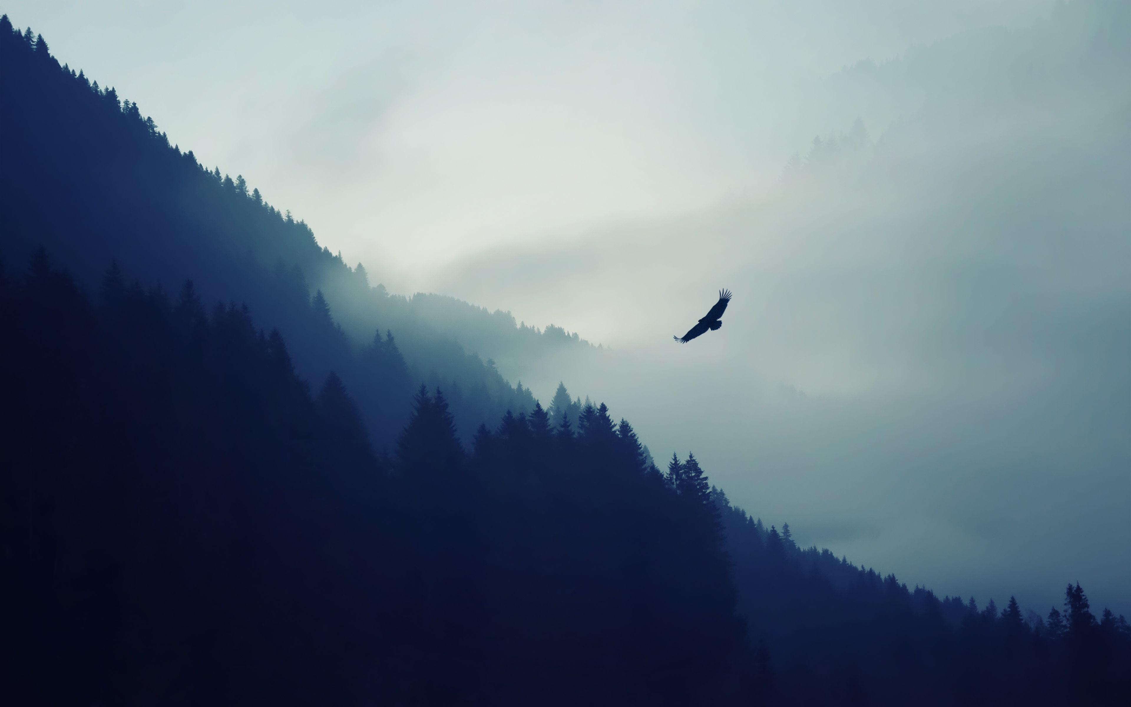 Eagle Flying Over Foggy Forest Wallpaperx2400