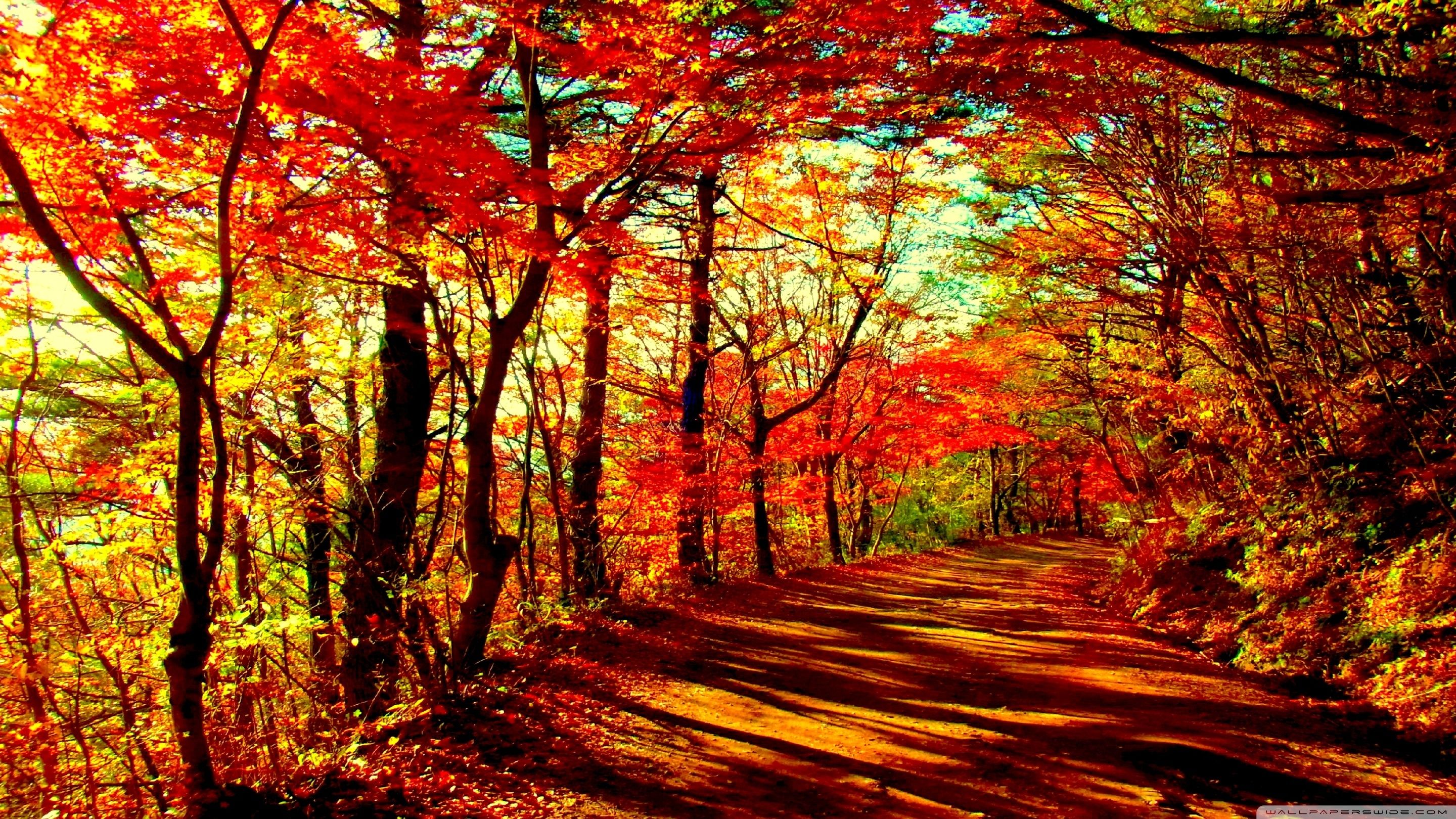 Autumn Forest ❤ 4K HD Desktop Wallpaper for • Dual Monitor Desktops