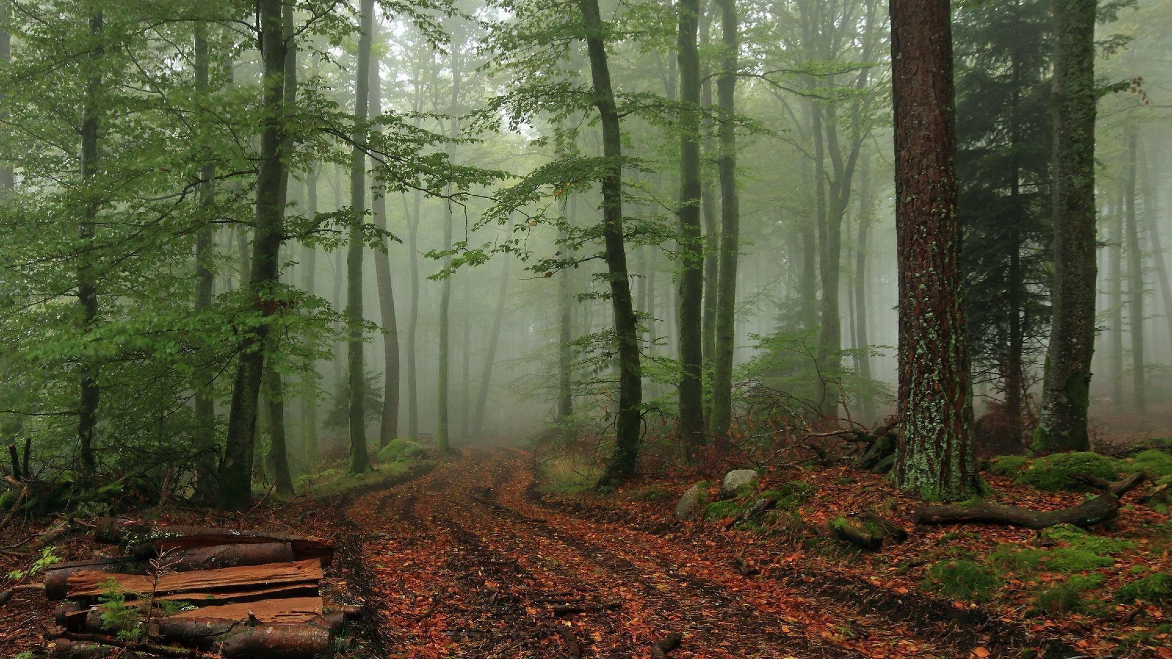 Foggy Forest Wallpapers - Wallpaper Cave