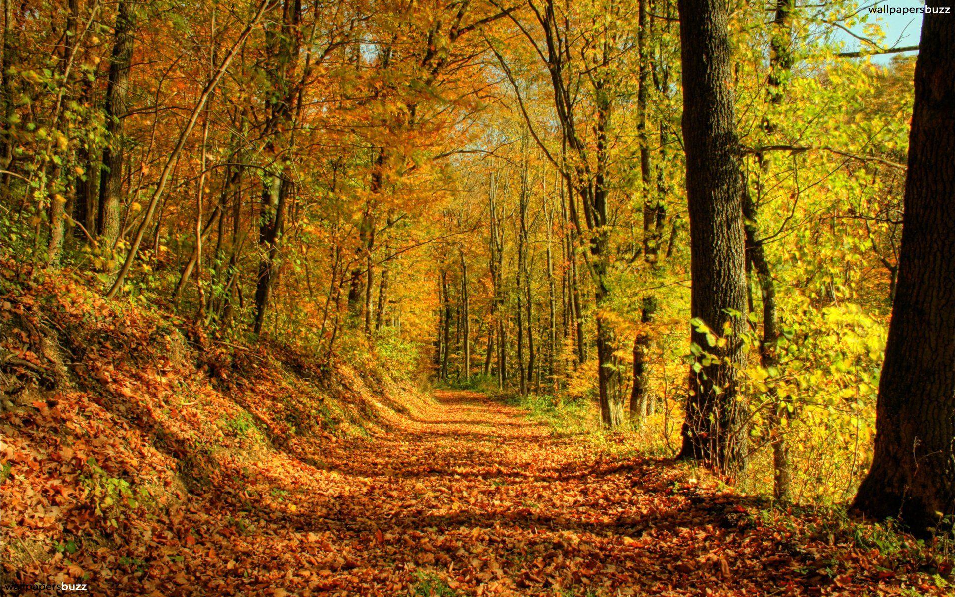Golden autumn forest HD Wallpaper