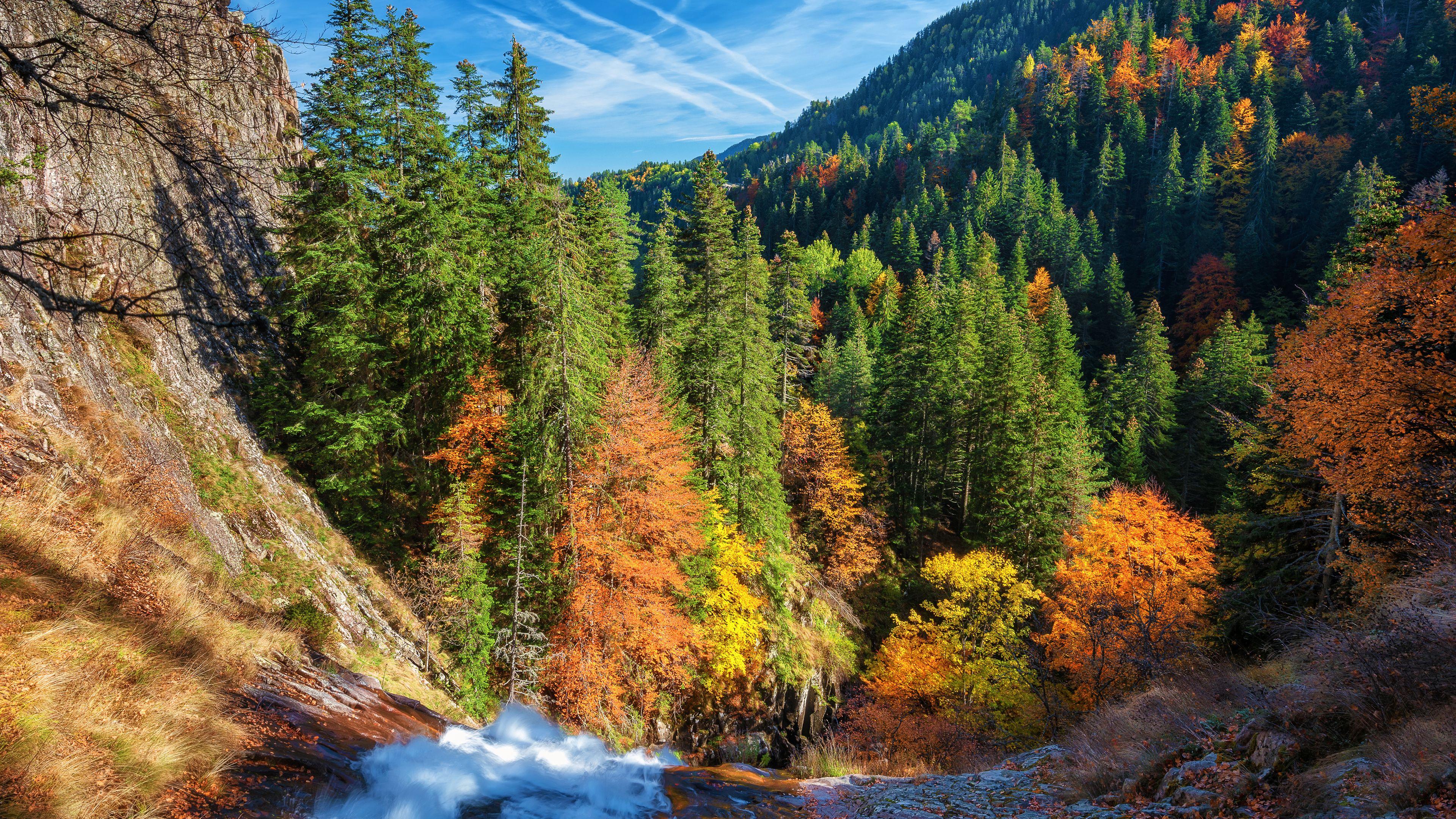 Free Autumn Forest Chromebook Wallpaper Ready For Download