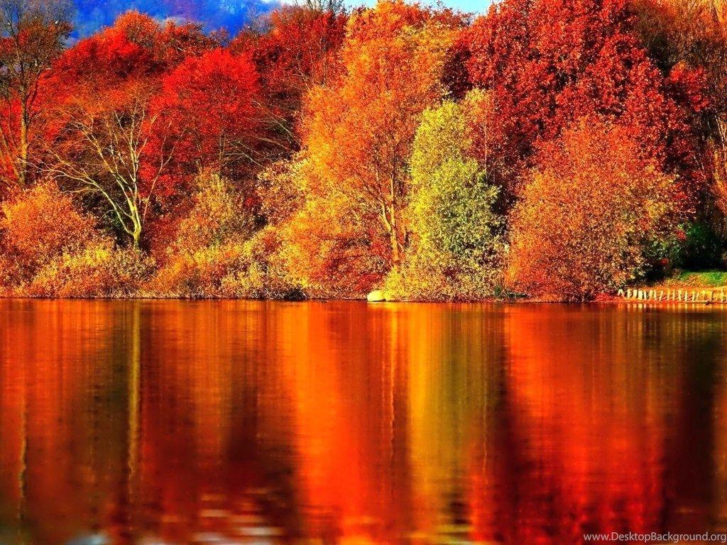 Red Autumn Forest Wallpaper Desktop Background