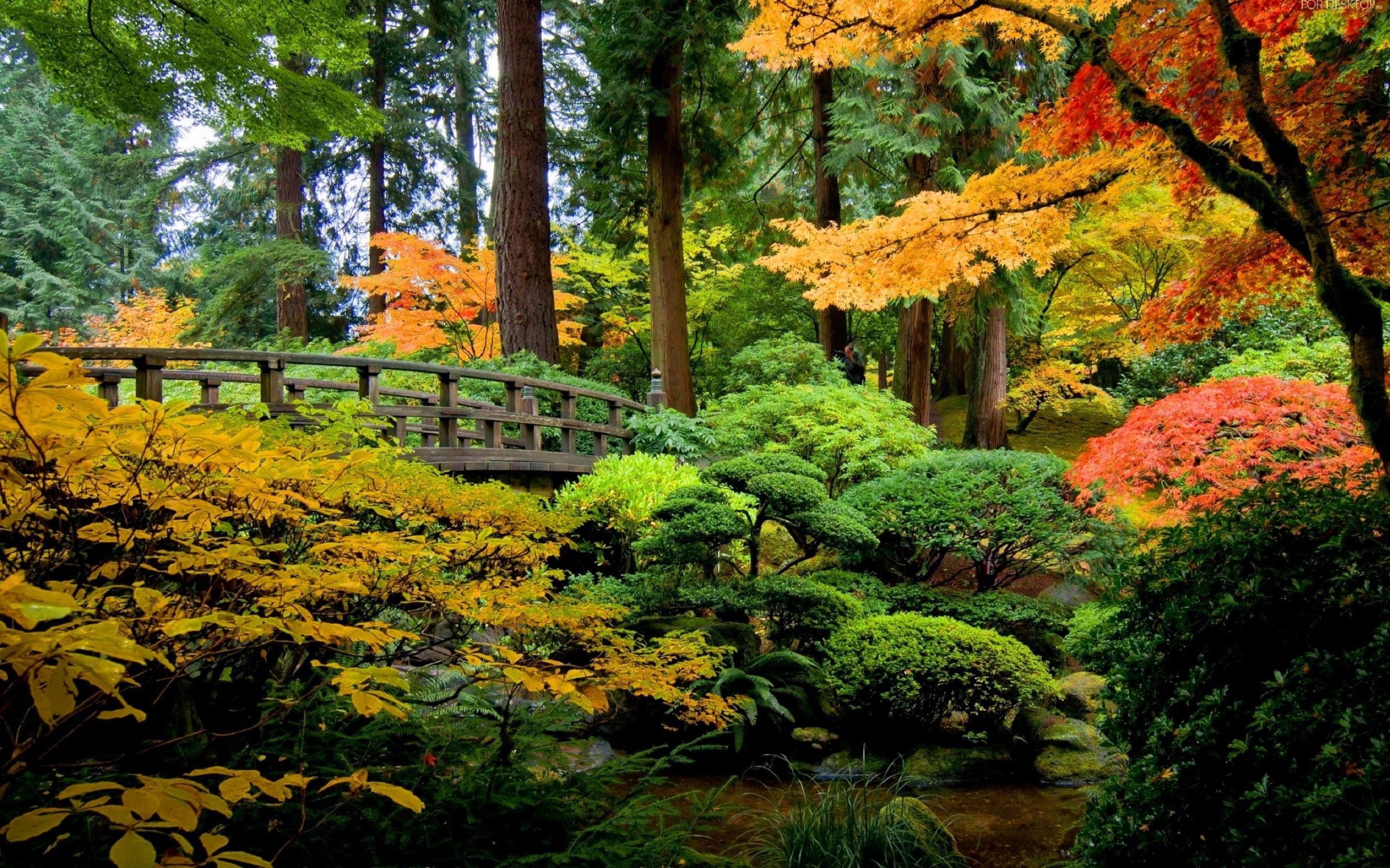 Autumn Forest Wallpaper: Desktop HD Wallpaper Free Image