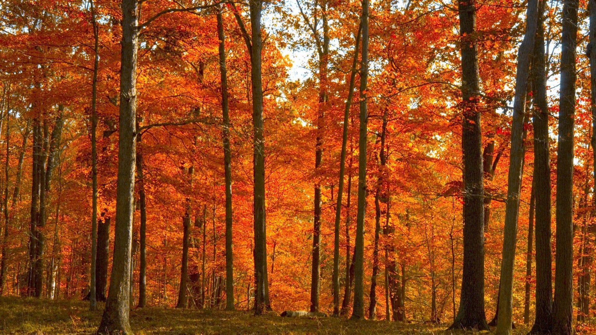 Wallpaper Catalogue.com Red Autumn Forest