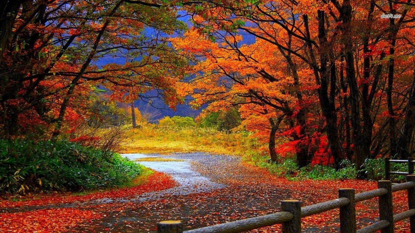 Autumn Forest. Trail in Autumn forest wallpaper. shades of autumn