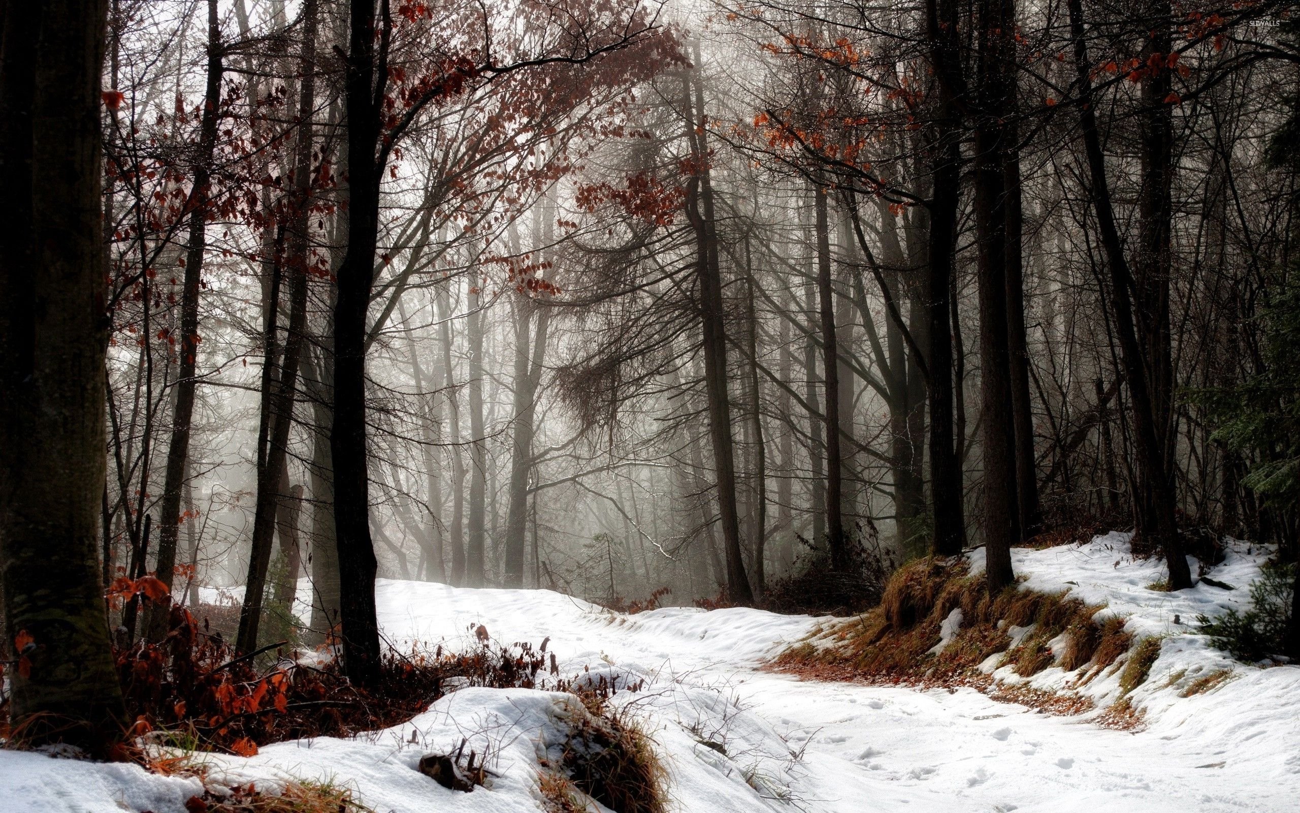 First snow over the autumn forest wallpaper wallpaper