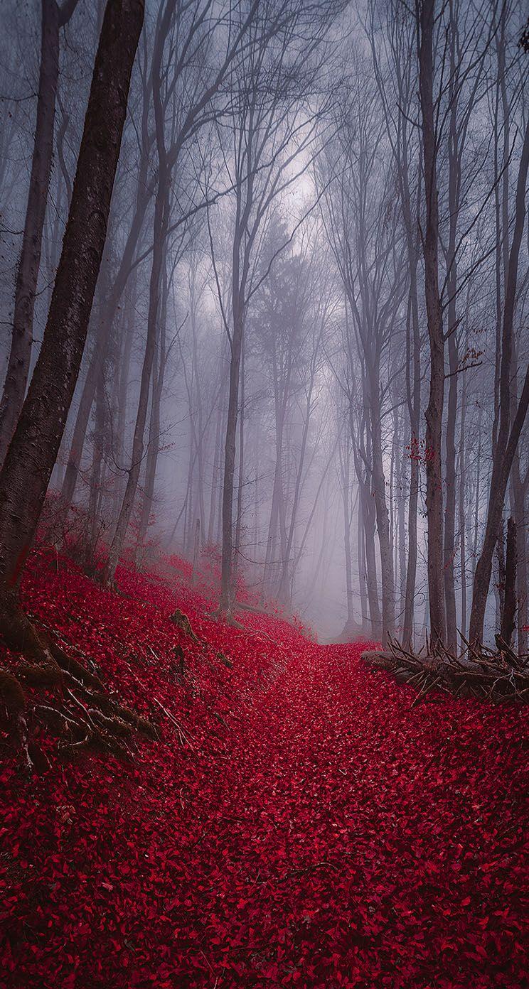 Foggy Misty Autumn Forest iPhone Wallpaper