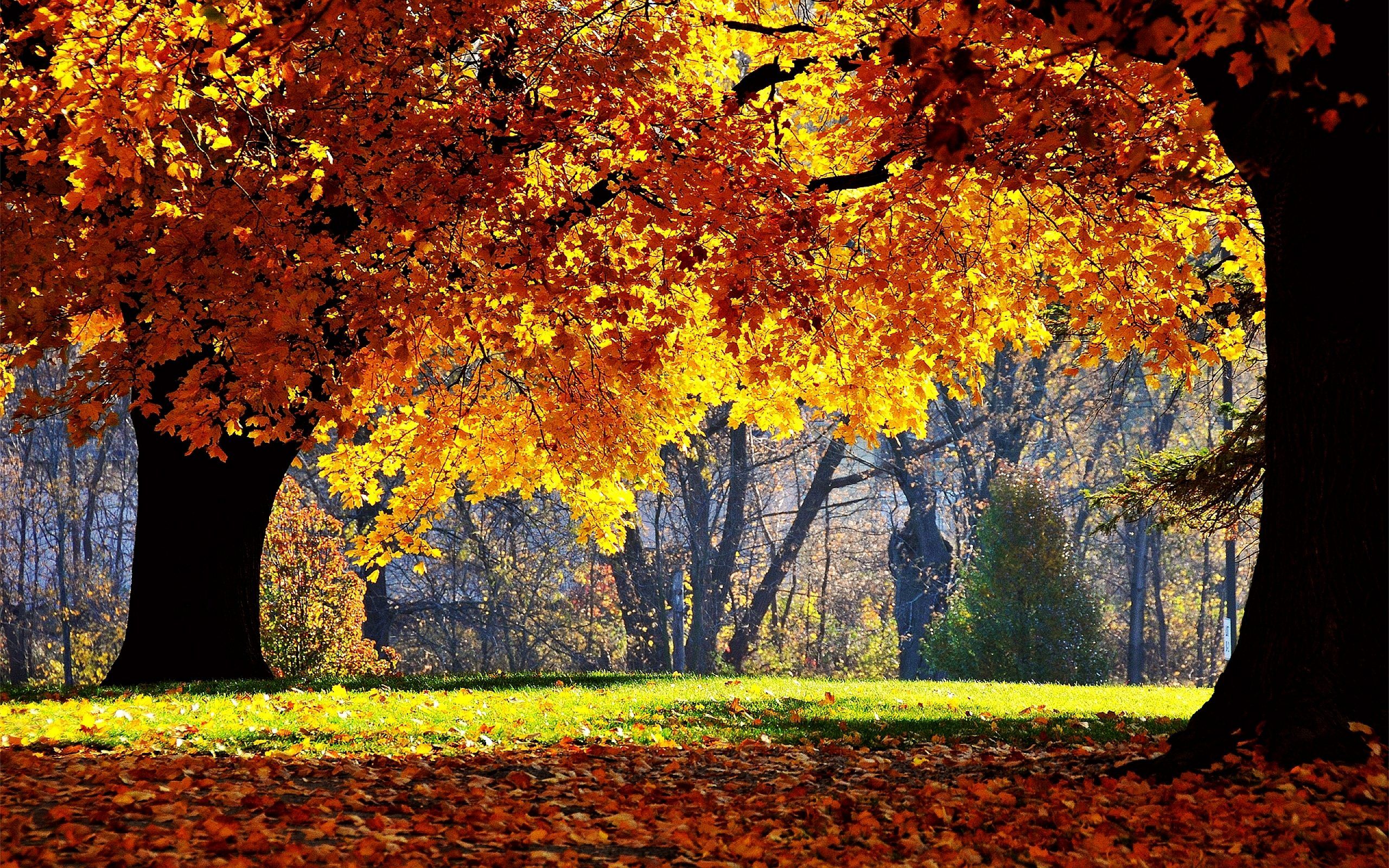 Autumn Forest Wallpaper for PC, Mobile