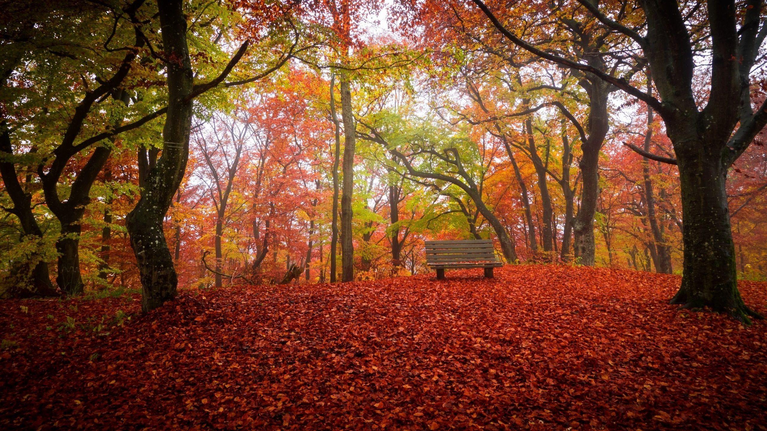 Autumn Forest Wallpaper Natural Awsome Pictureque