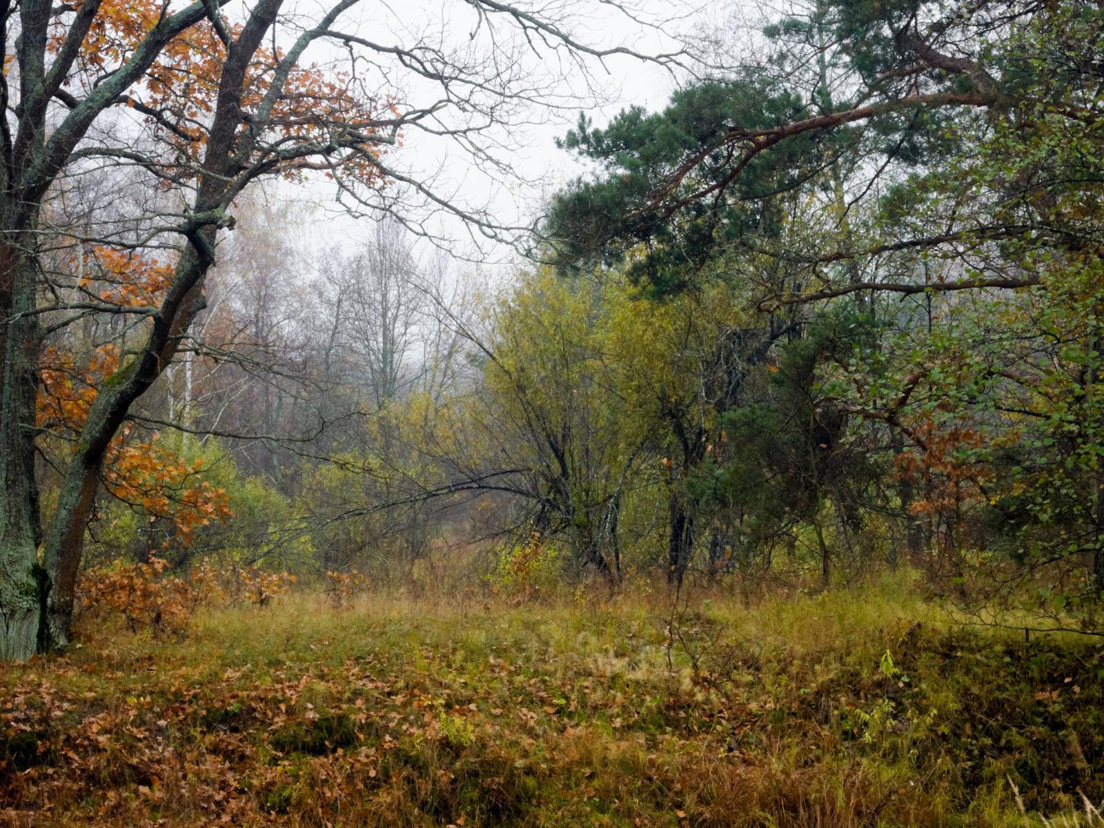 Misty Autumn Forest Wallpaper 1 X 2160