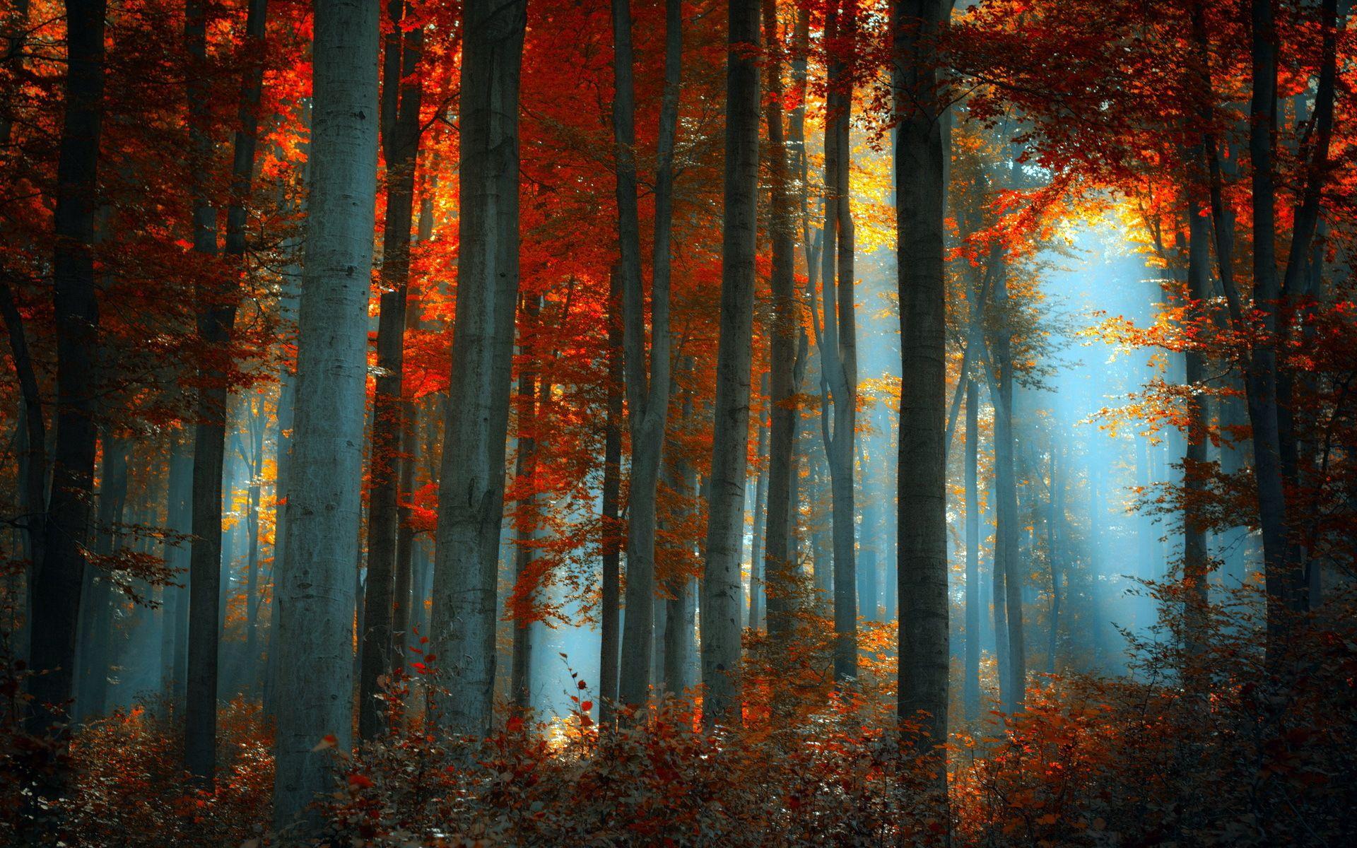 Fog in autumn forest Wallpaper