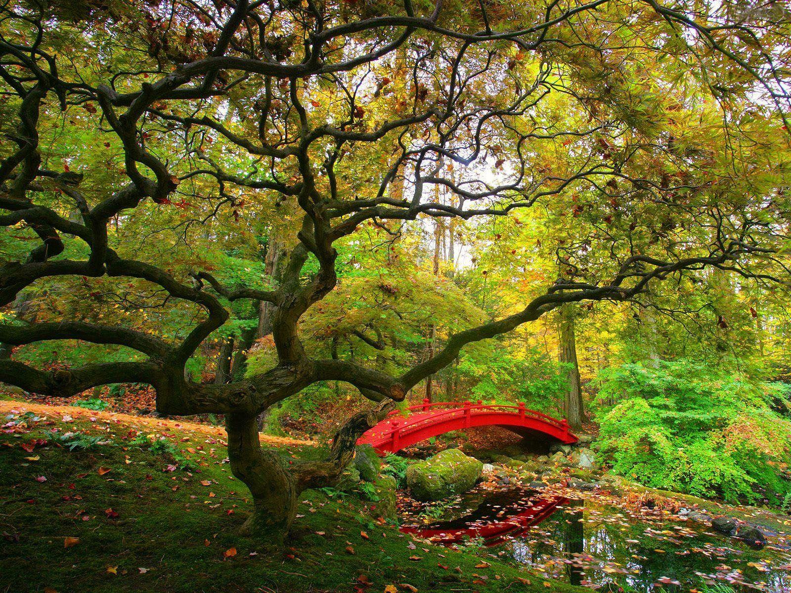 Wallpaper Fair: Free Download Autumn Forest Desktop Background