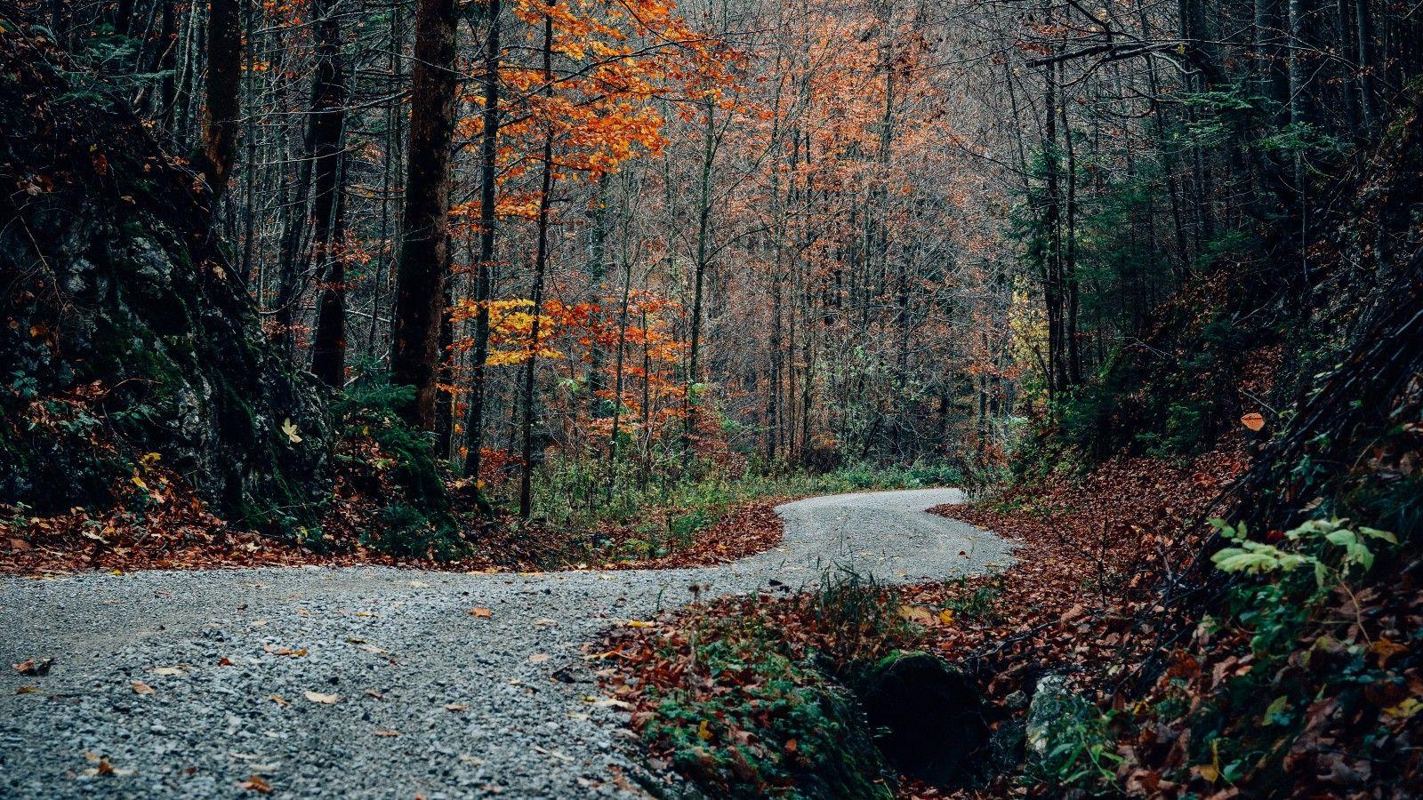 Download 1600x900 Autumn, Forest, Trees, Leaves, Path Wallpaper