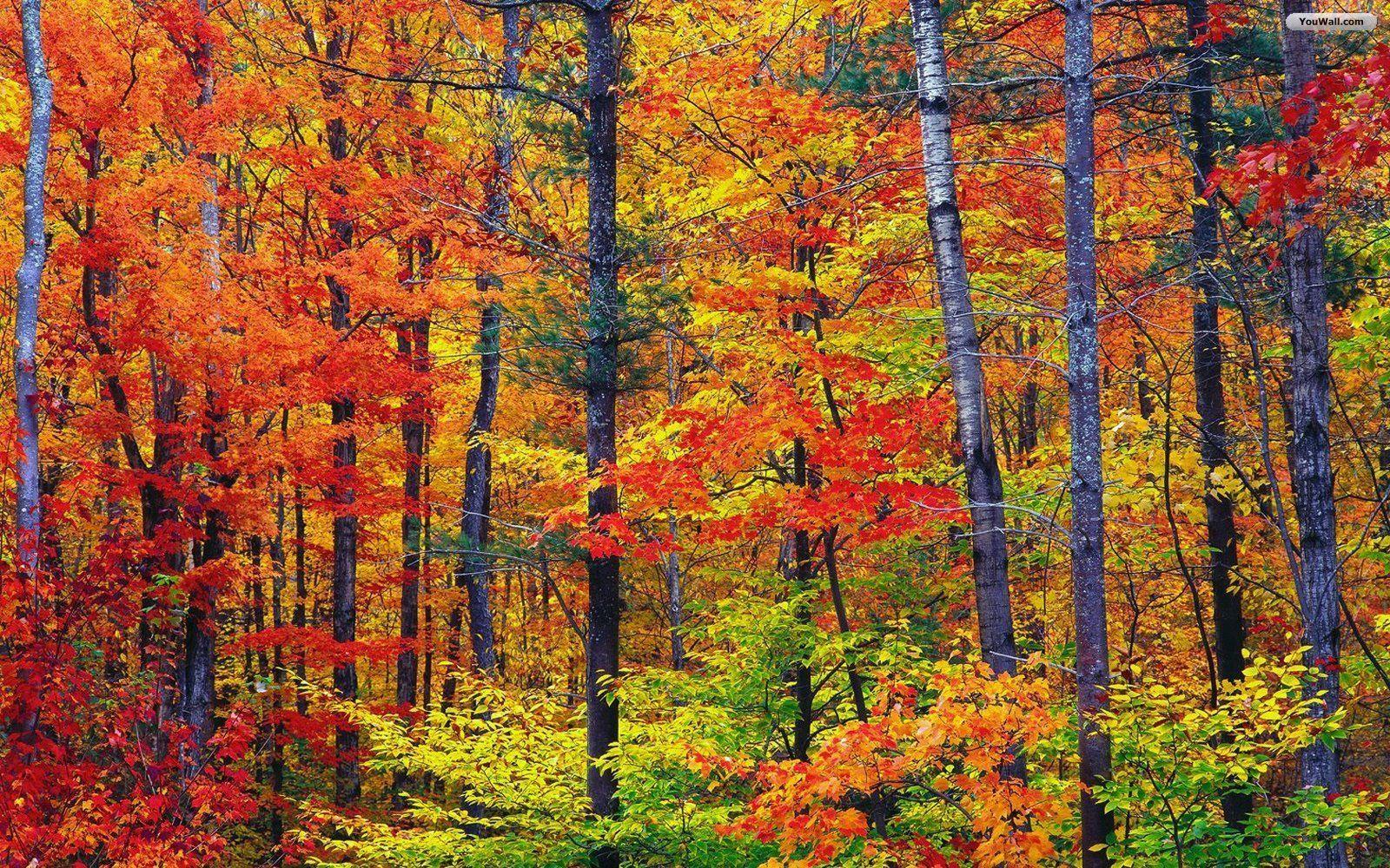 Download Autumn Forest Wallpaper, wallpaper, free