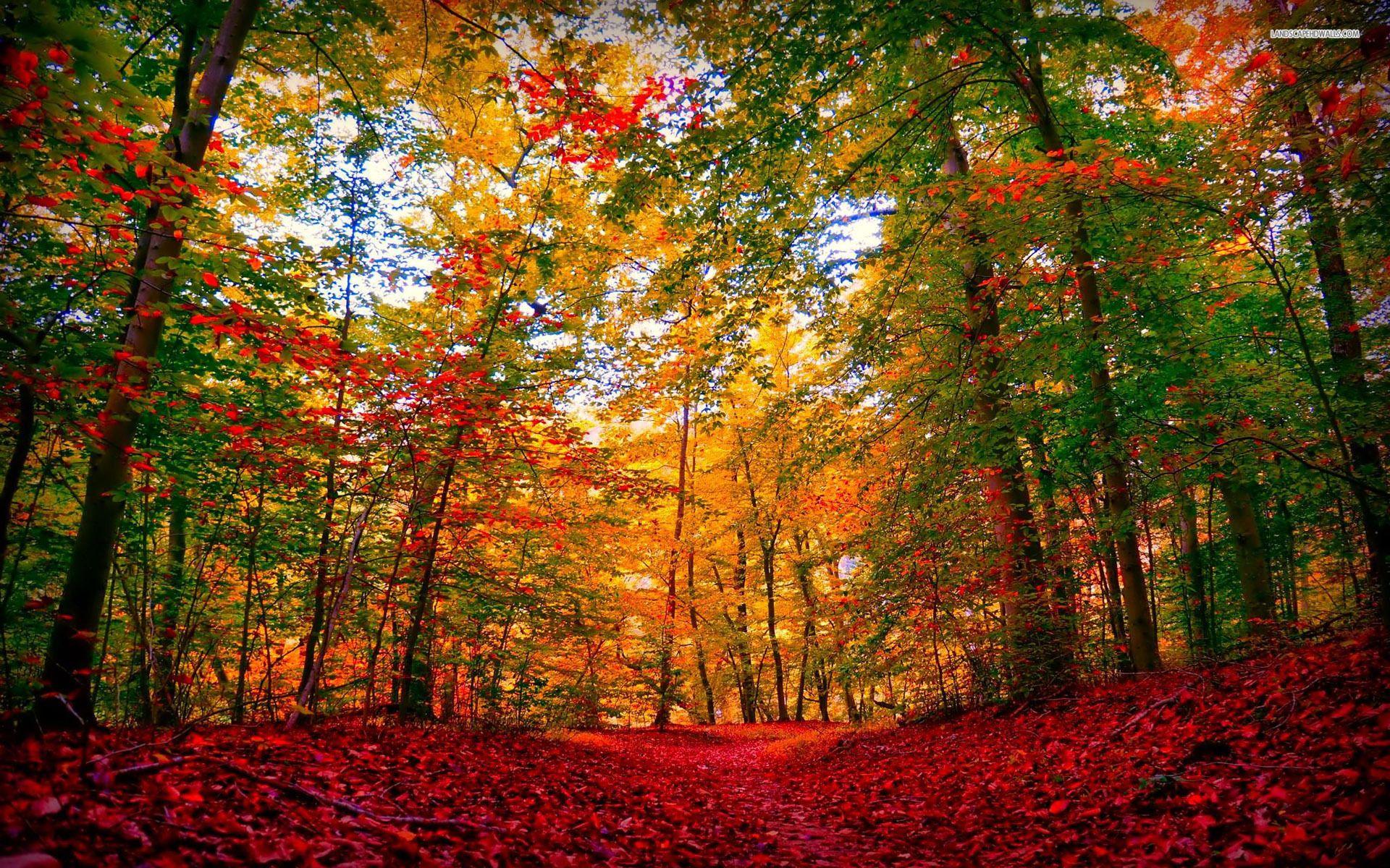 Extra Ordinary Autumn Forest wallpaper. Extra Ordinary Autumn