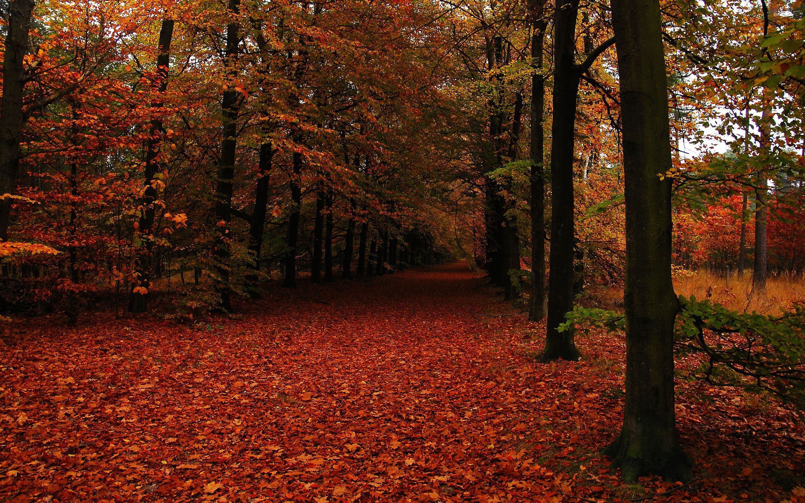 Path in autumn forest wallpaper wallpaper