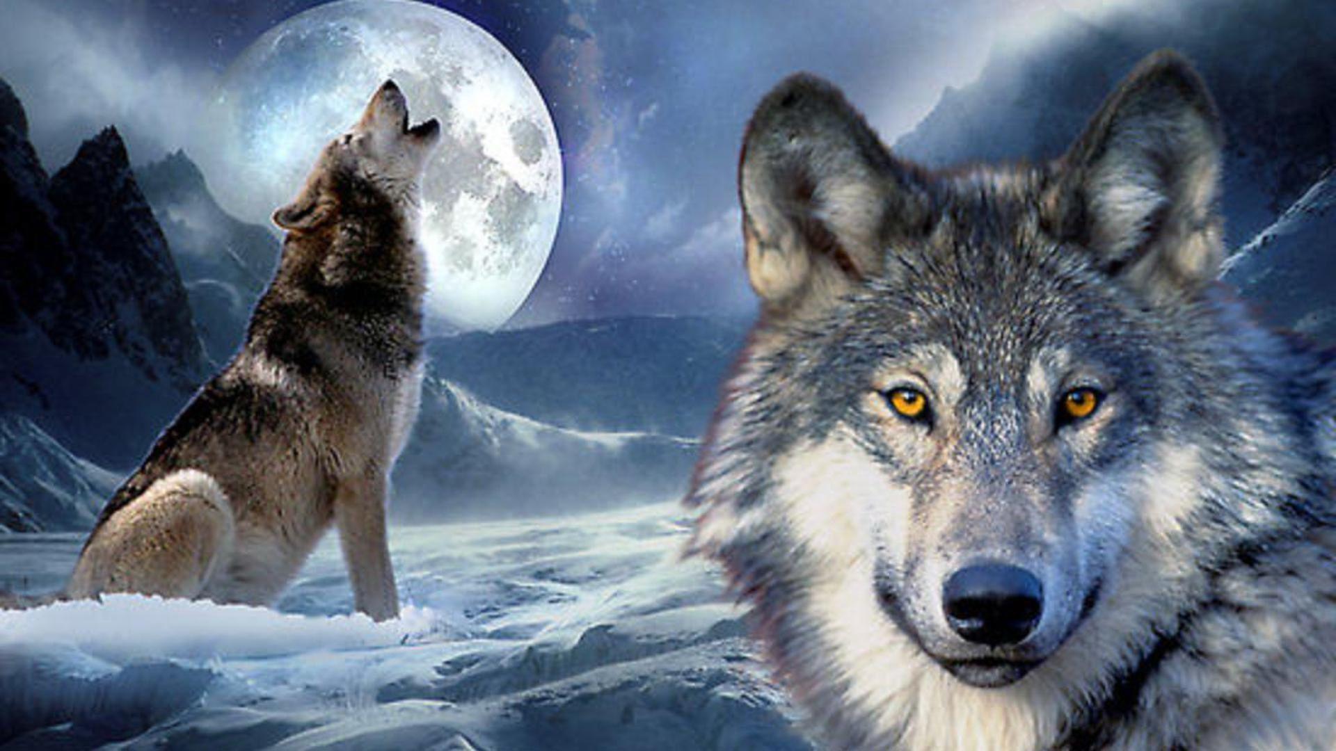 Wolf Moon Wallpaper HD Wallpaper Animal Medicine. HD Wallpaper