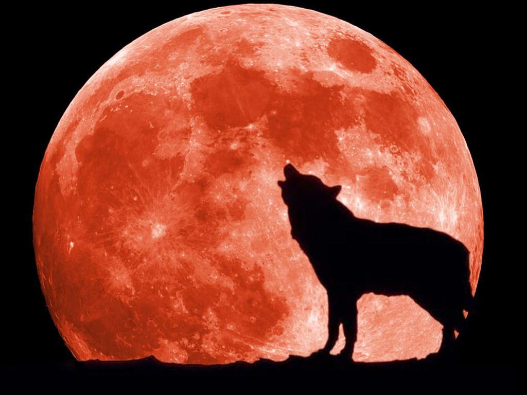 Wolf Moon Wallpaper Gallery (67 Plus) PIC WPW5011394