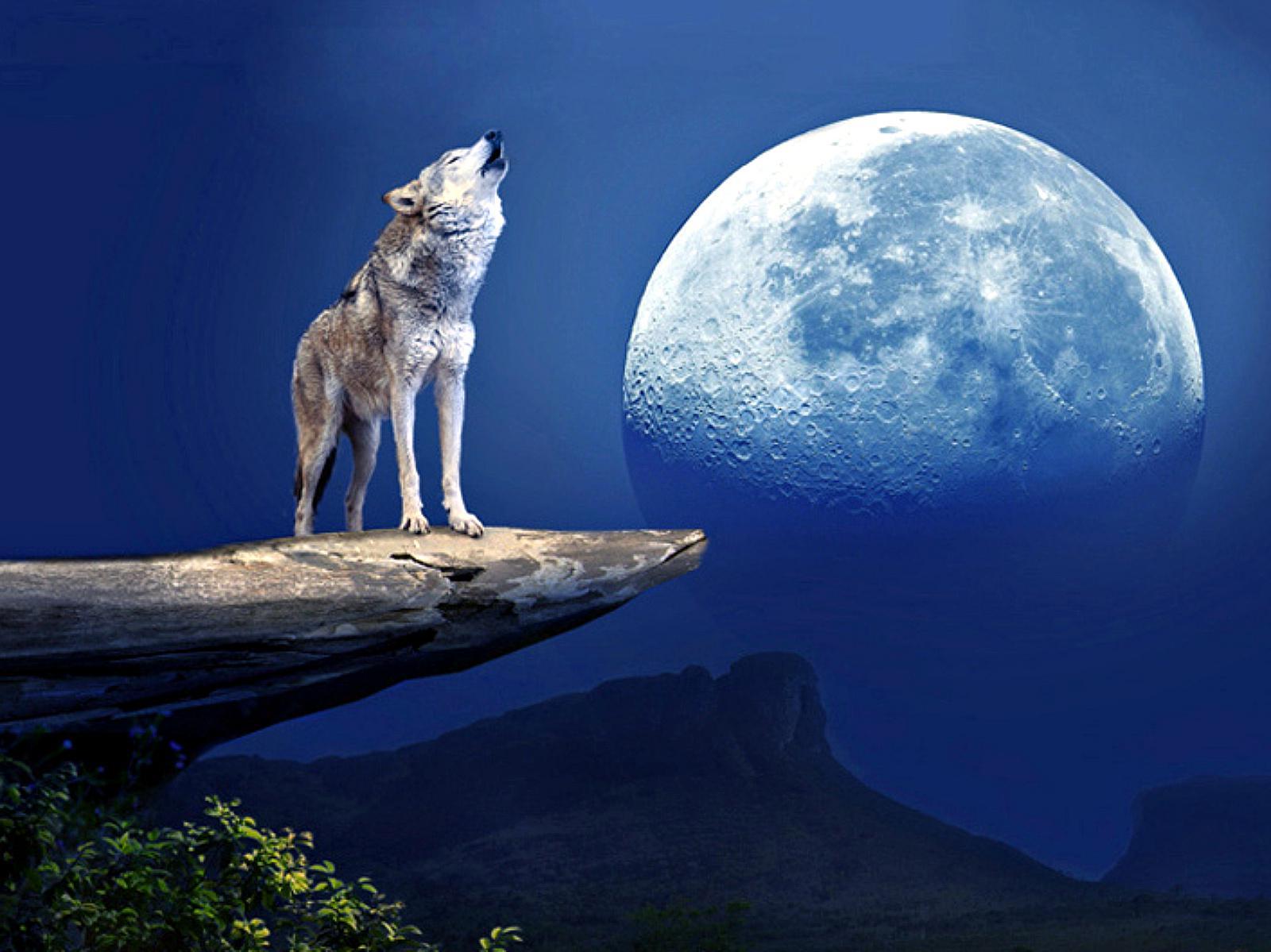 WOLF HOWLING AT THE MOON WALLPAPER - Wallpaper