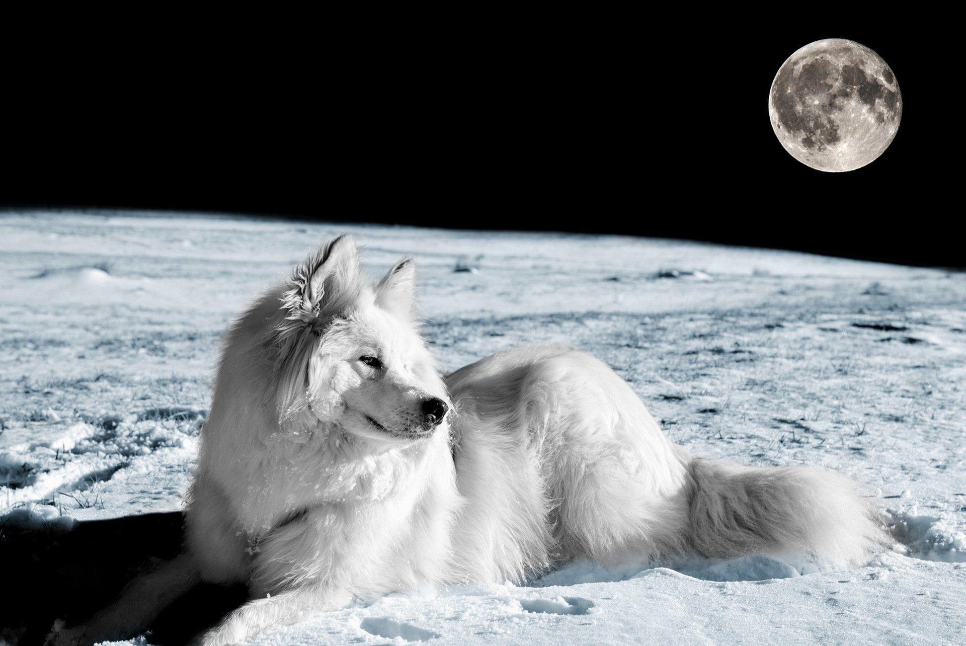 Dog eyes friend moon fox foxes wolf wolves winter wallpaper