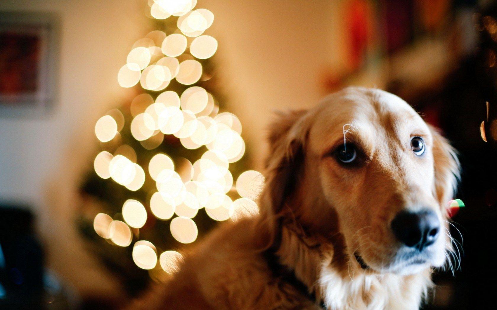 Dog Christmas Tree Lights New Year