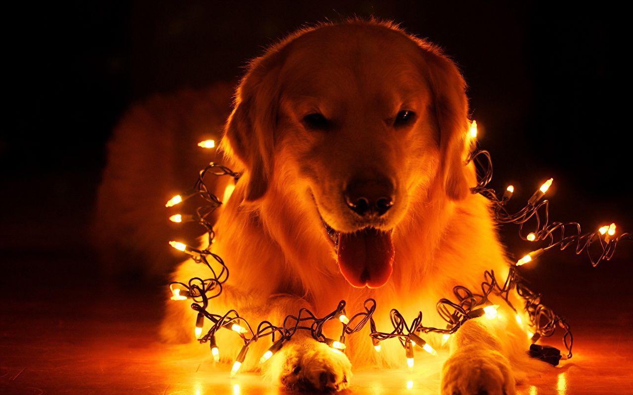 Picture Retriever Dogs Fairy lights Animals Holidays