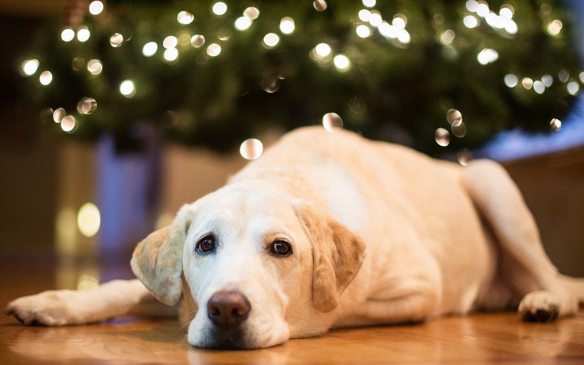 animals, home, dogs, Christmas, Christmas lights, Labrador Retriever, christmas tree wallpaper