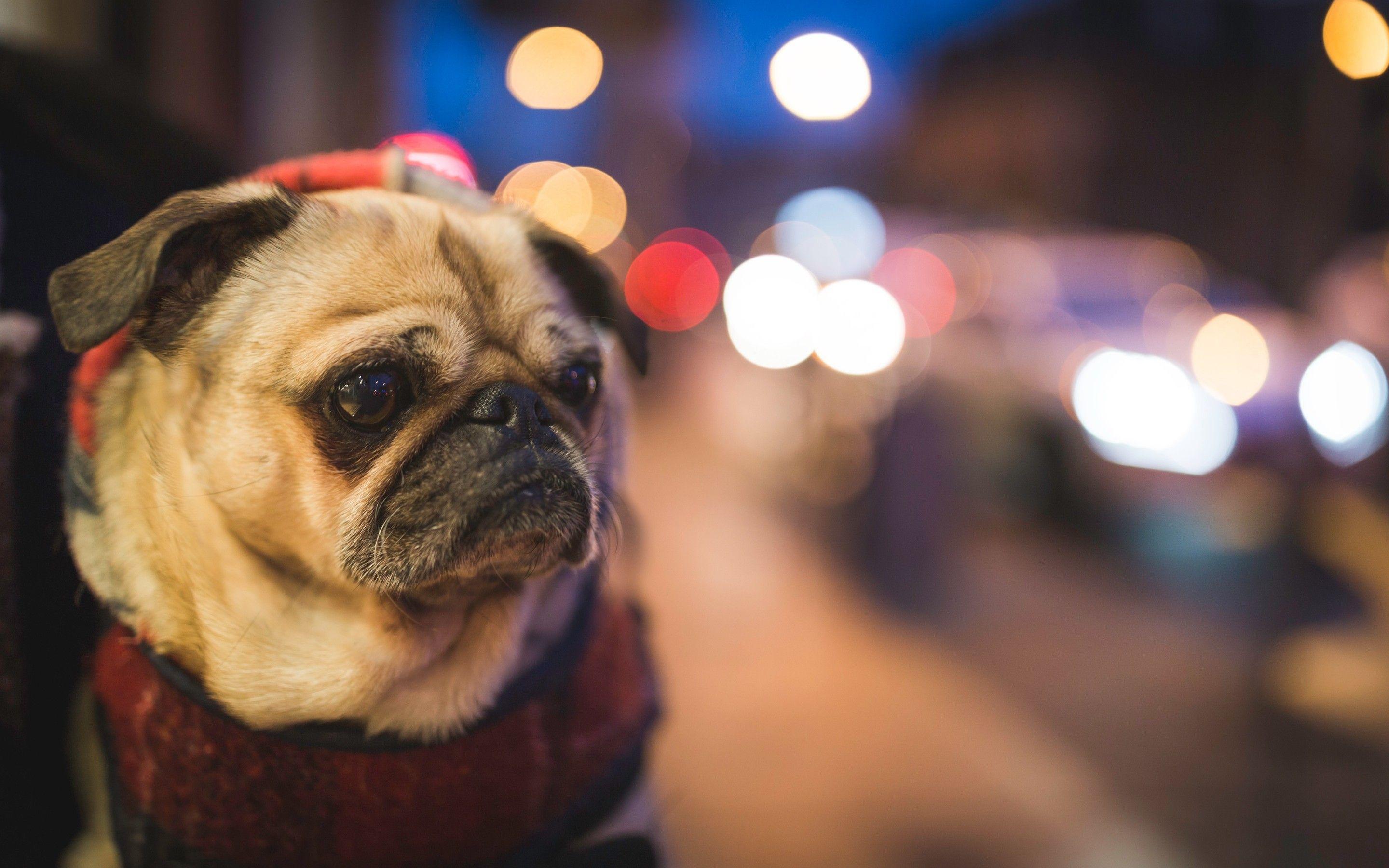 Dogs In Lights Wallpapers Wallpaper Cave