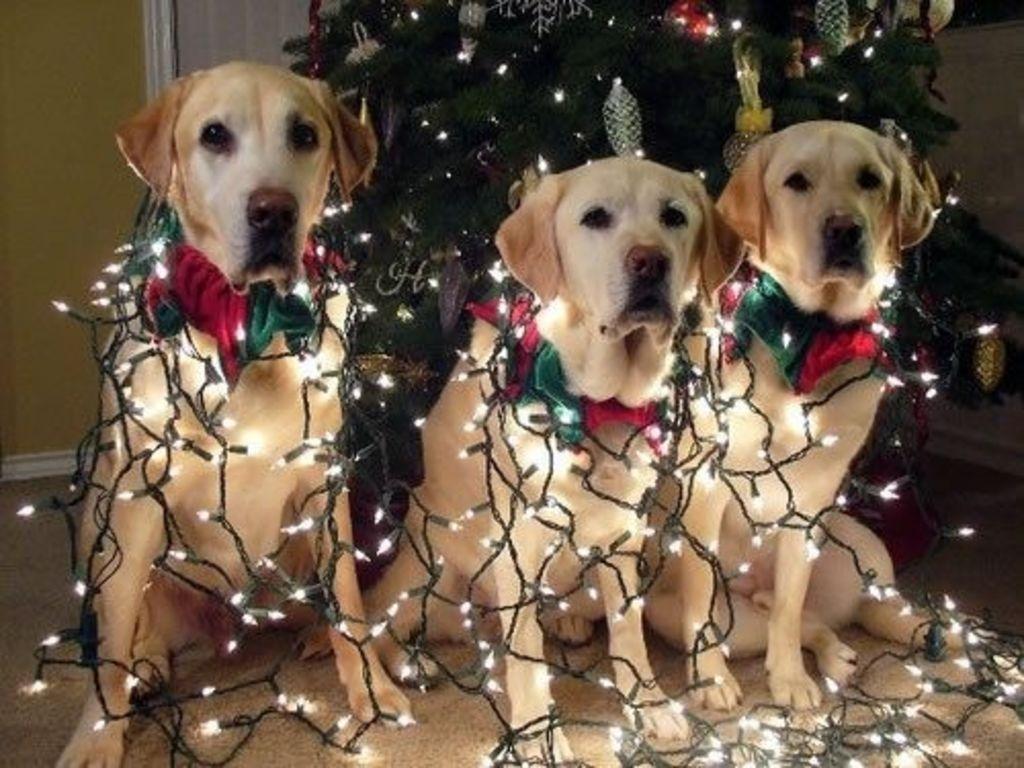 Dogs Whose Christmas Day Plans Are Just Like Yours