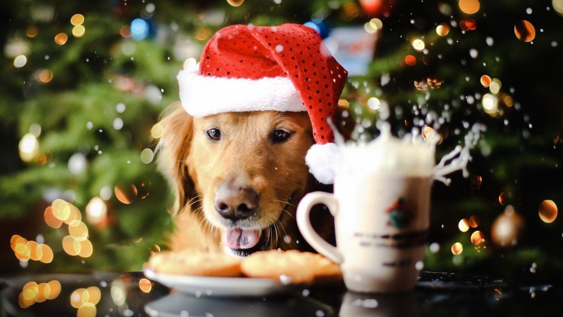 v.854: Christmas Dog Picture Wallpaper (1920x1080)
