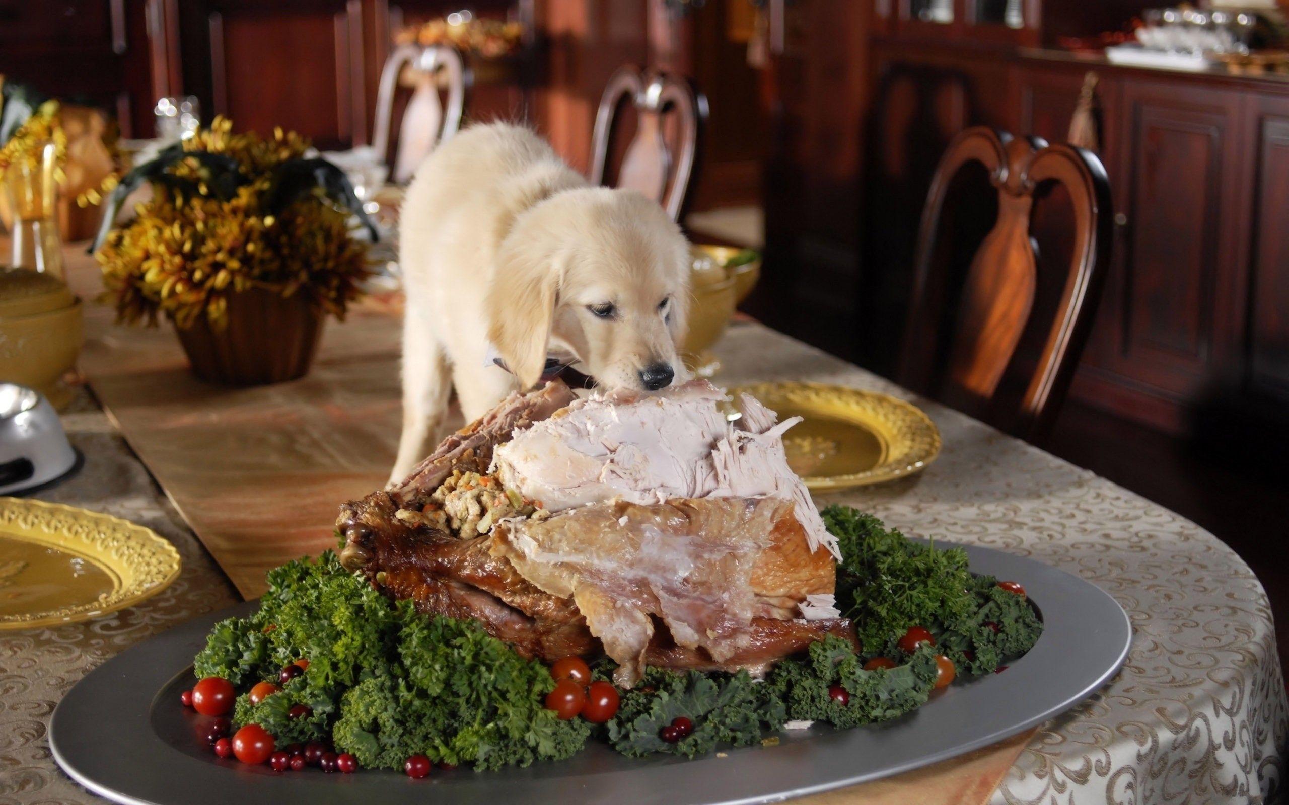 Even puppy eats turkey in Thanksgiving wallpaperx1600
