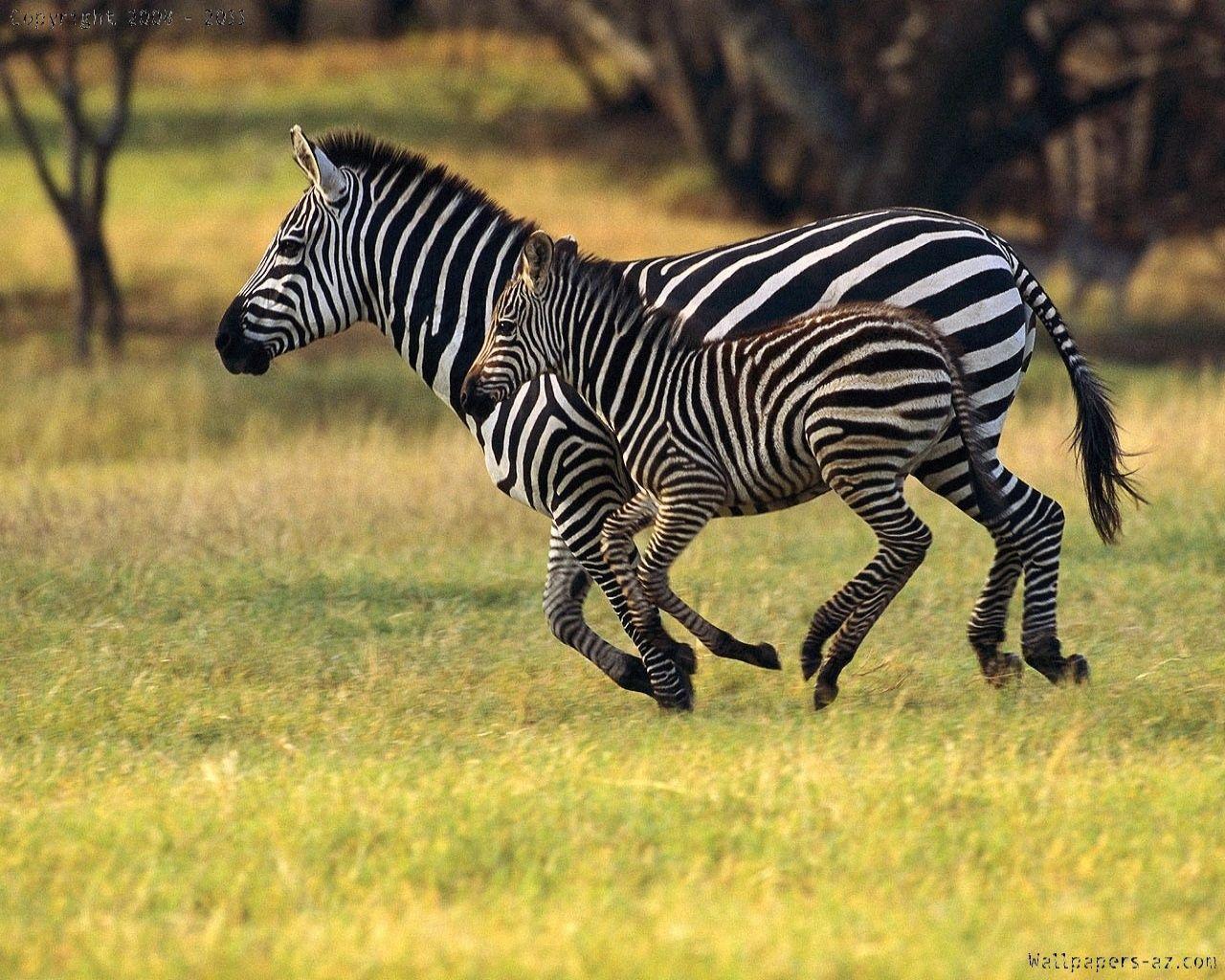 Mom and baby zebras running together. elizabeth's board