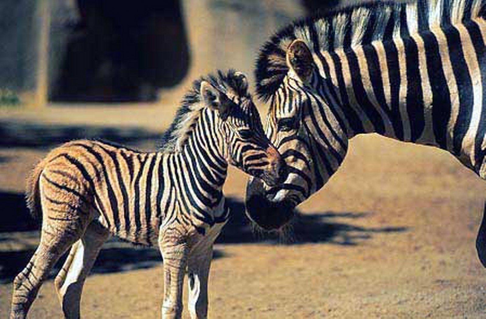 Newborn Baby Zebras HD Wallpaper, Background Image