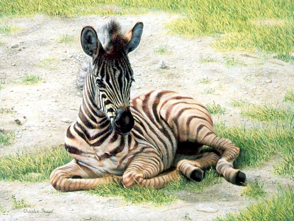 This zebra foal is particularly adorable because of the way he's