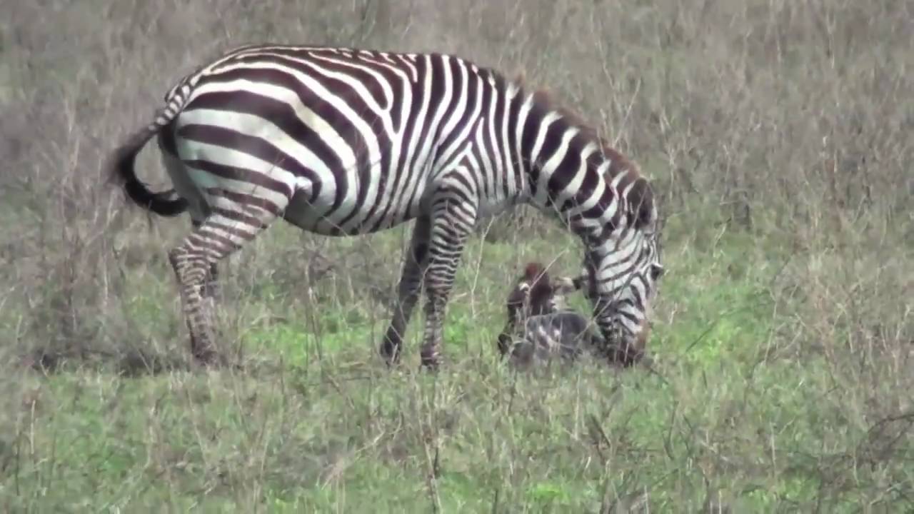 Cute Baby Zebra's First Steps